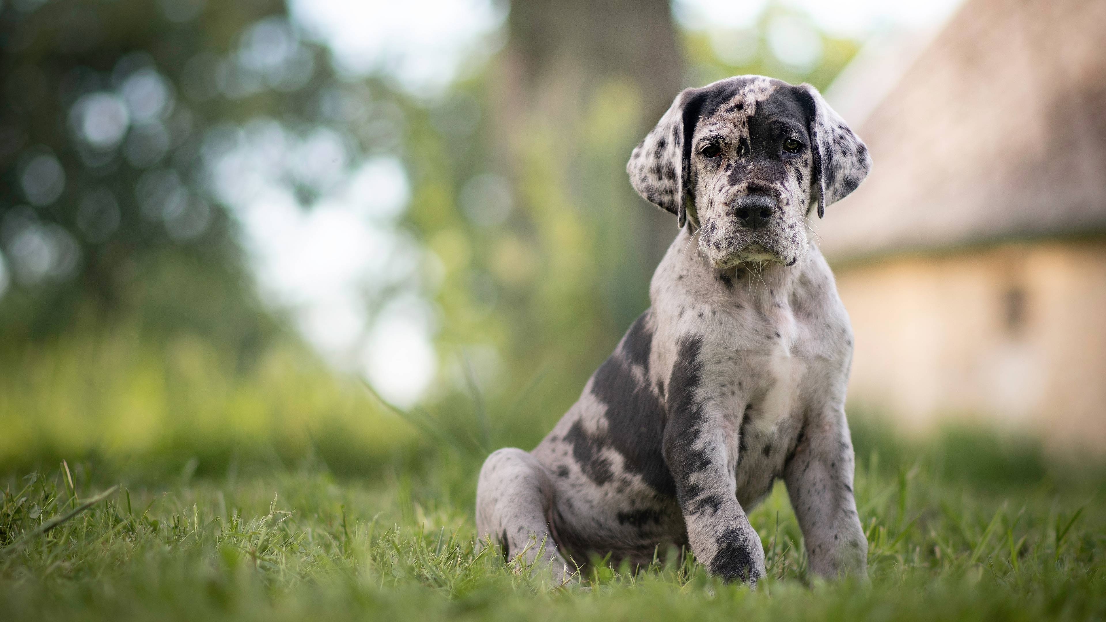 Puppy, Great Danes Wallpaper, 3840x2160 4K Desktop