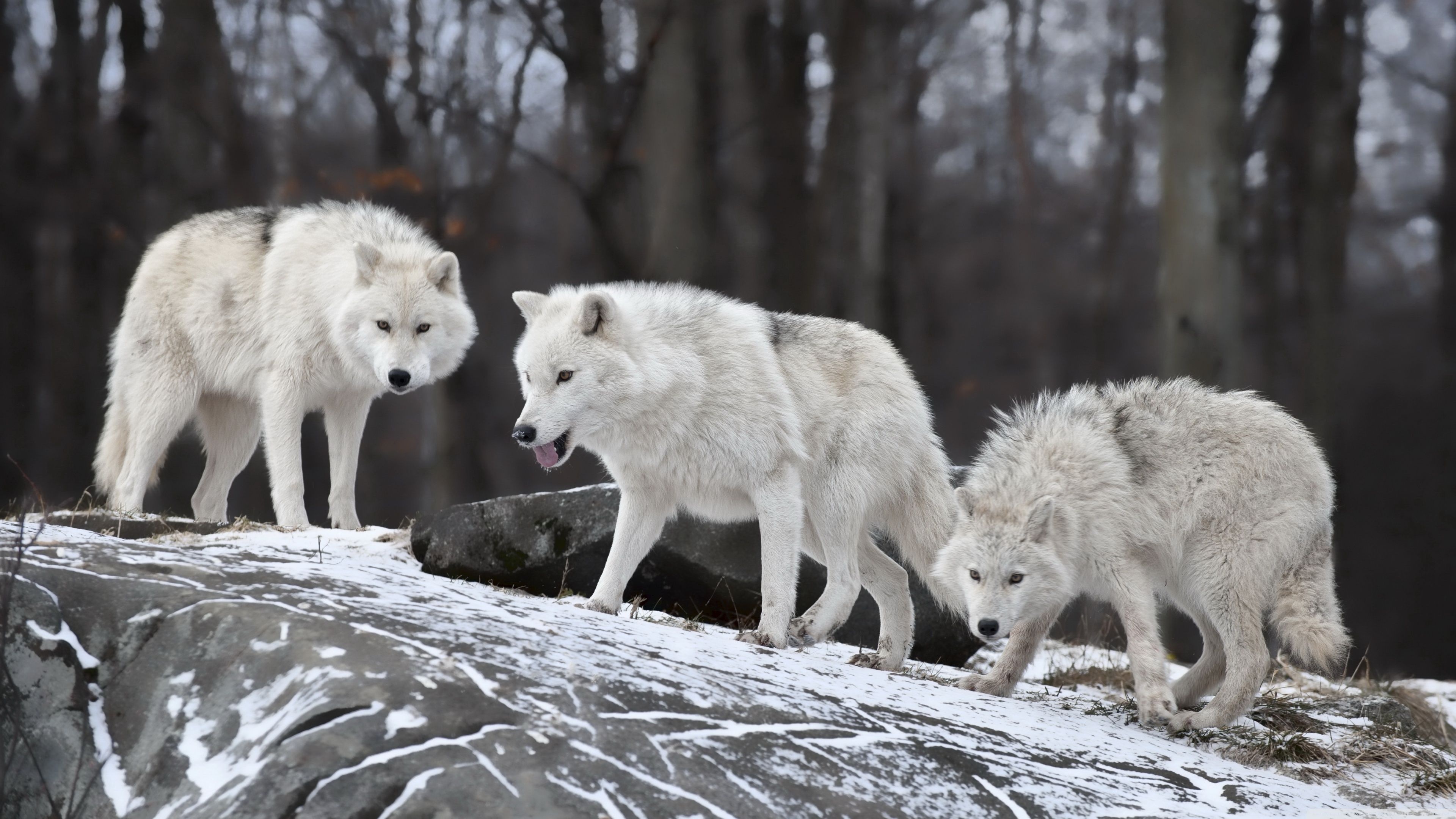 Arctic Wolf, 4K Arctic Wolf wallpapers, Frozen beauty, Arctic wilderness, 3840x2160 4K Desktop