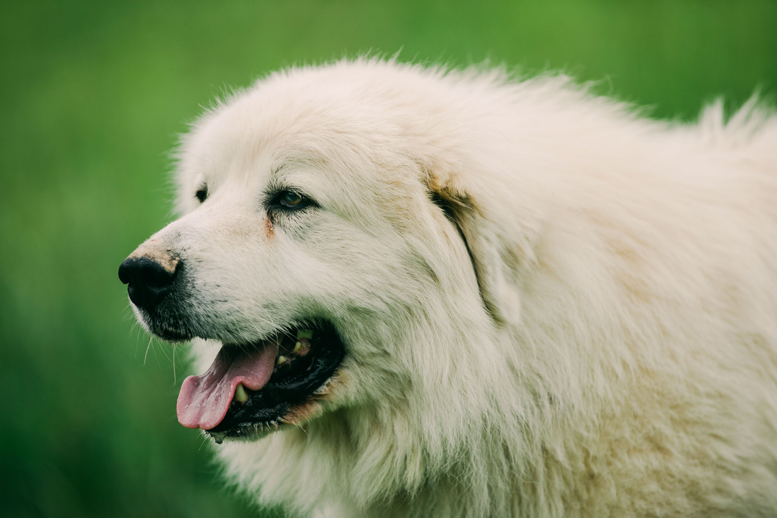 Close-up, Great Pyrenees Wallpaper, 2500x1670 HD Desktop