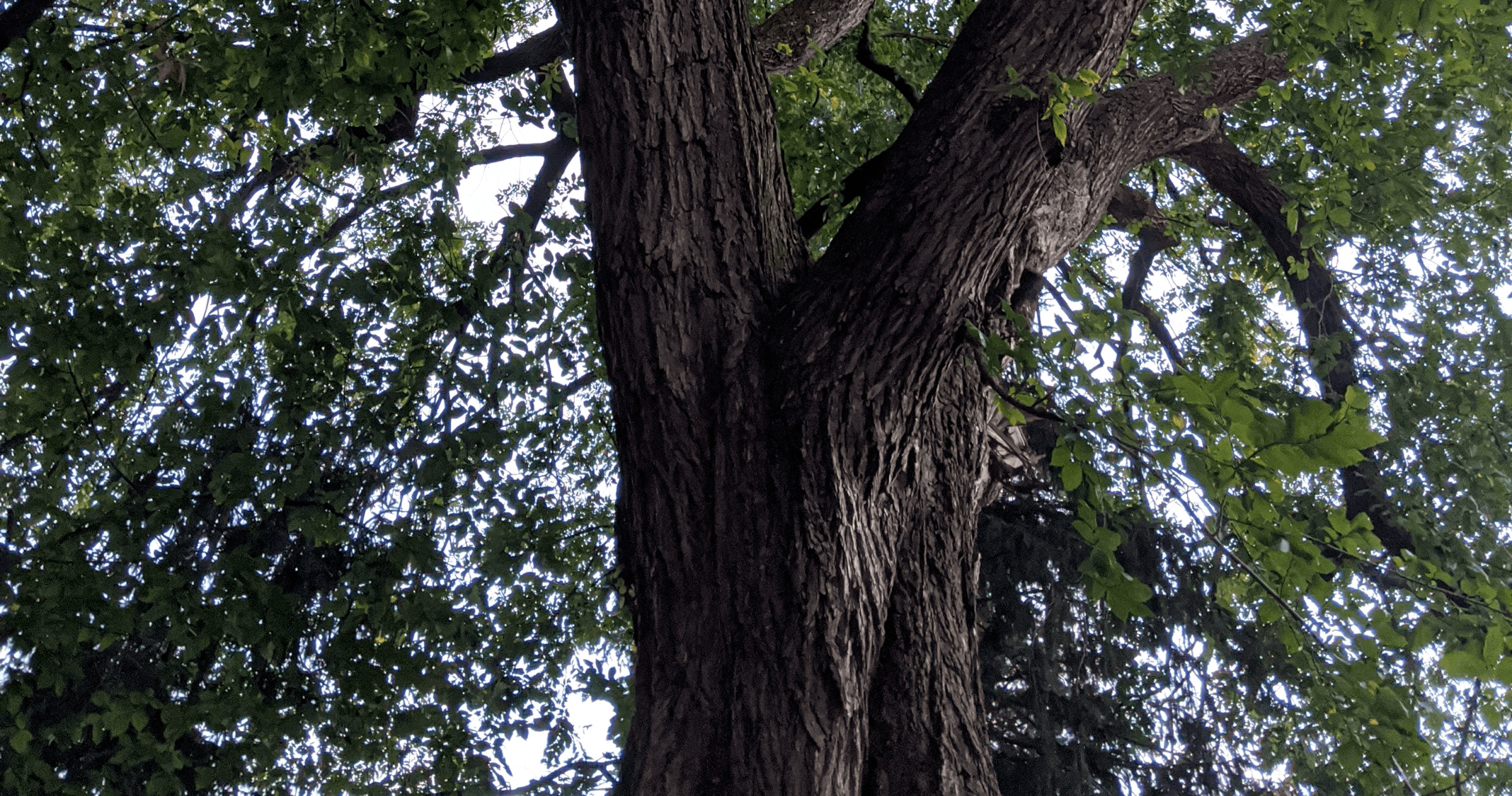 Last remaining American, Elm tree, Lebanon, History, 2400x1270 HD Desktop