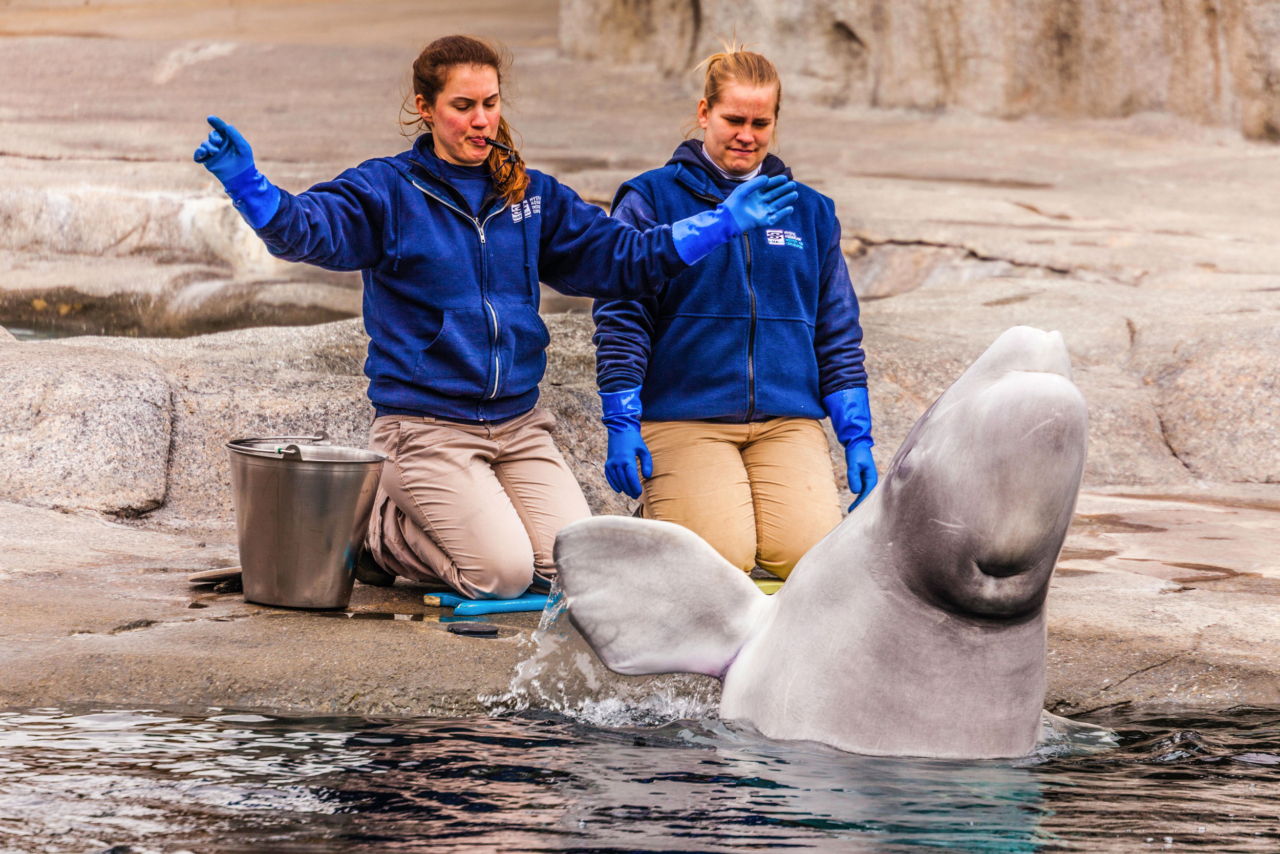 Mystic Aquarium, Controversial plan, Captive belugas, Conservation, 2500x1670 HD Desktop