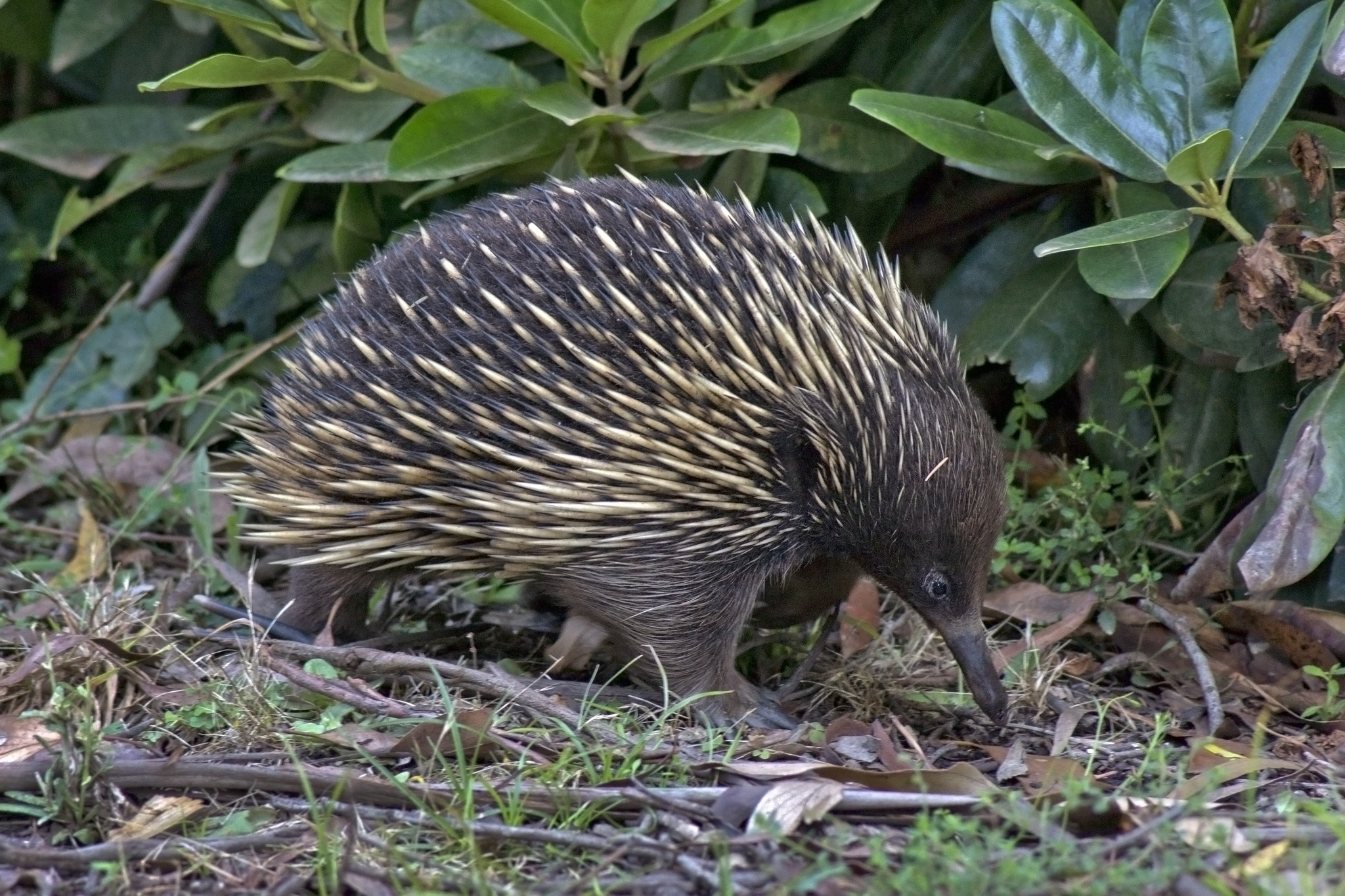 Short-beaked echidna, Inaturalist photos, Adorable monotreme, Australian fauna, 2050x1370 HD Desktop