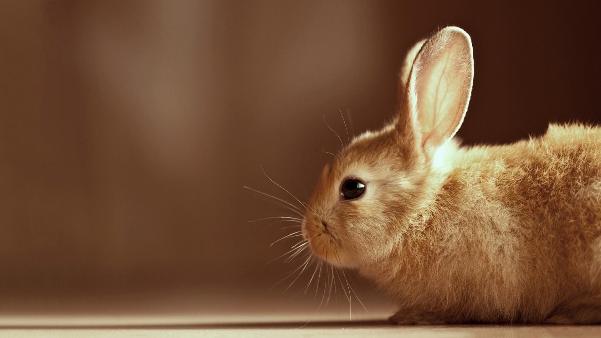 Curious rabbits, Furry friends, Nature's cutest, Bunny love, 1920x1080 Full HD Desktop