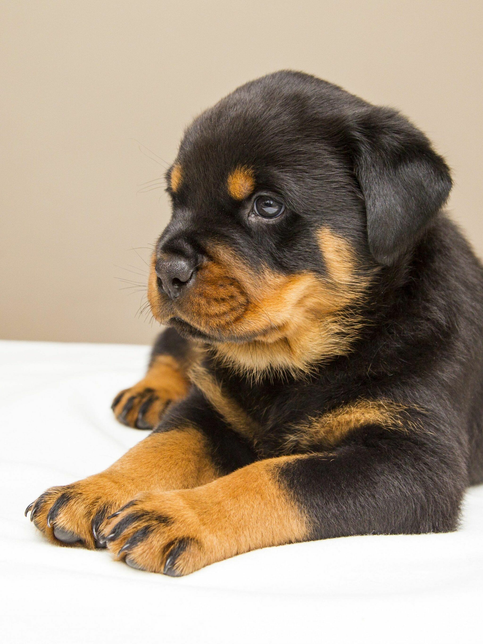 Rottweiler, Puppies Wallpaper, 2050x2740 HD Phone