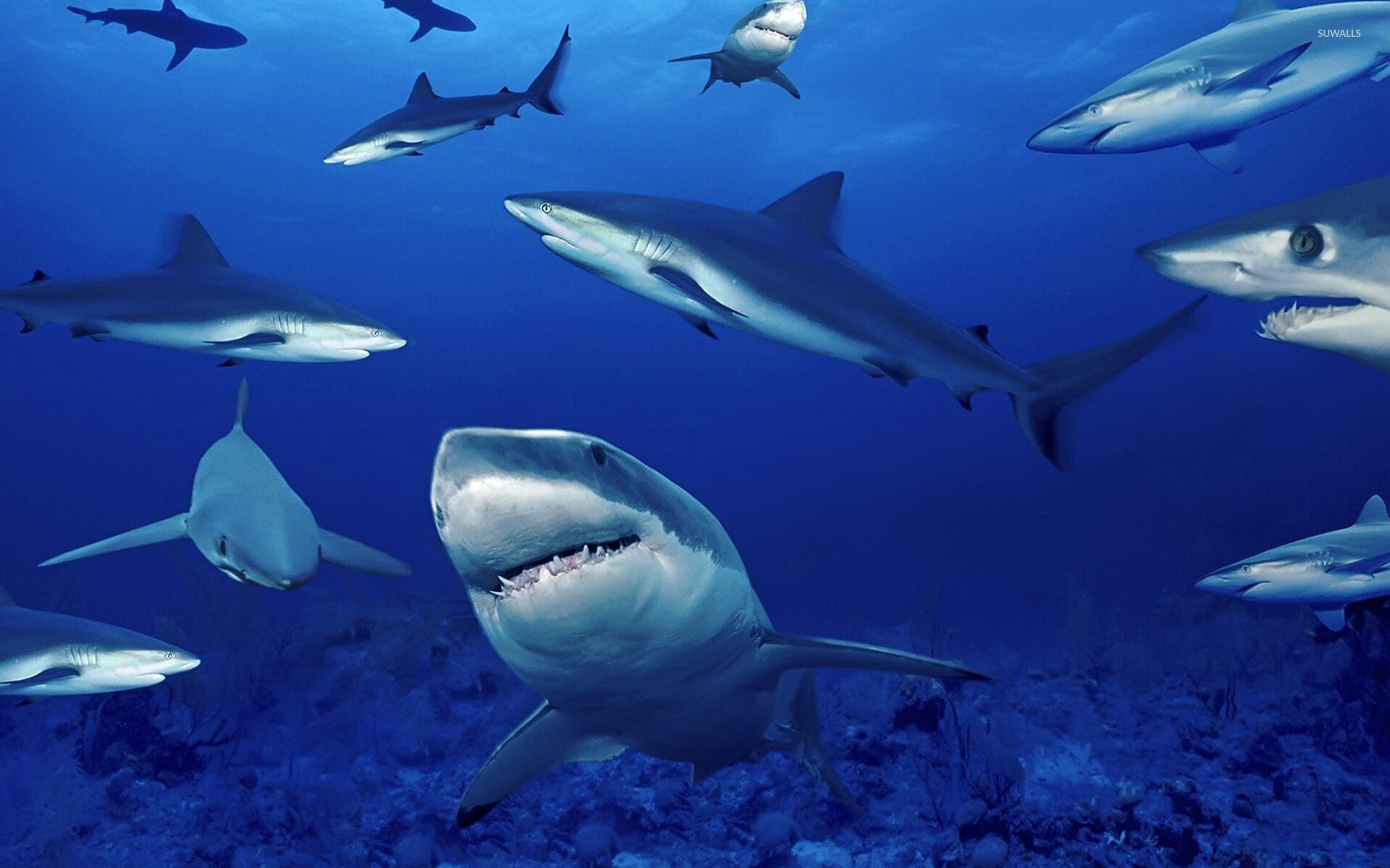 Flock of sharks, Sharks Wallpaper, 1920x1200 HD Desktop