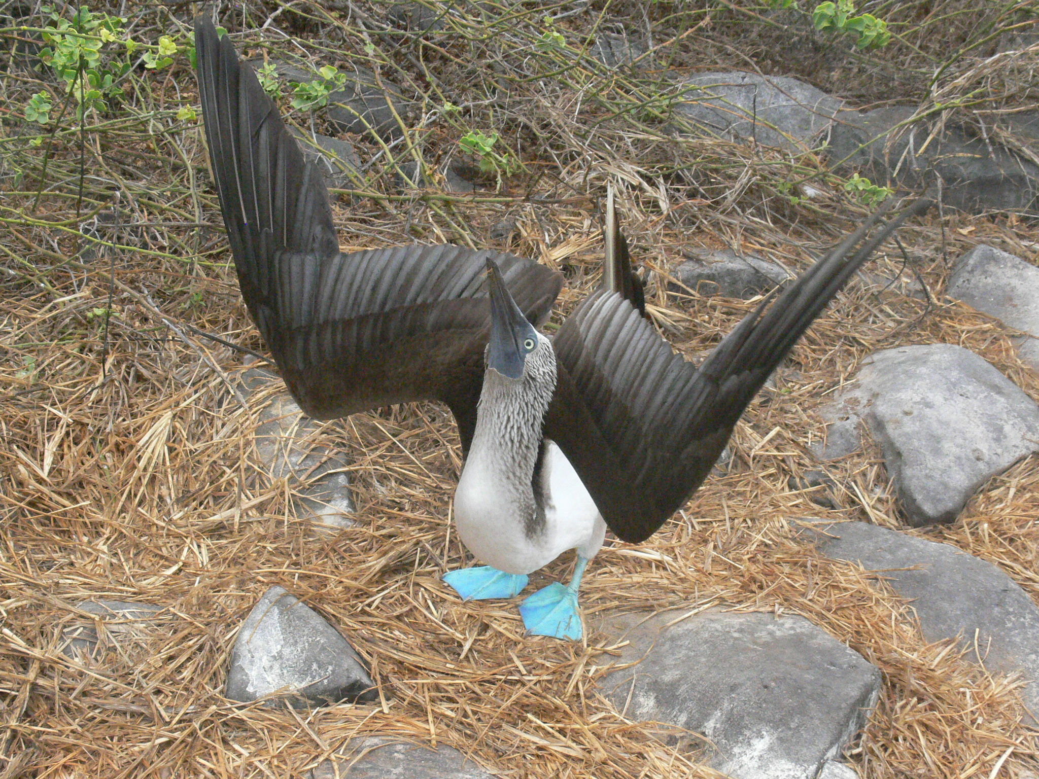 Blue footed booby, Marnixs bird gallery, Bird, Distinctive, 2050x1540 HD Desktop