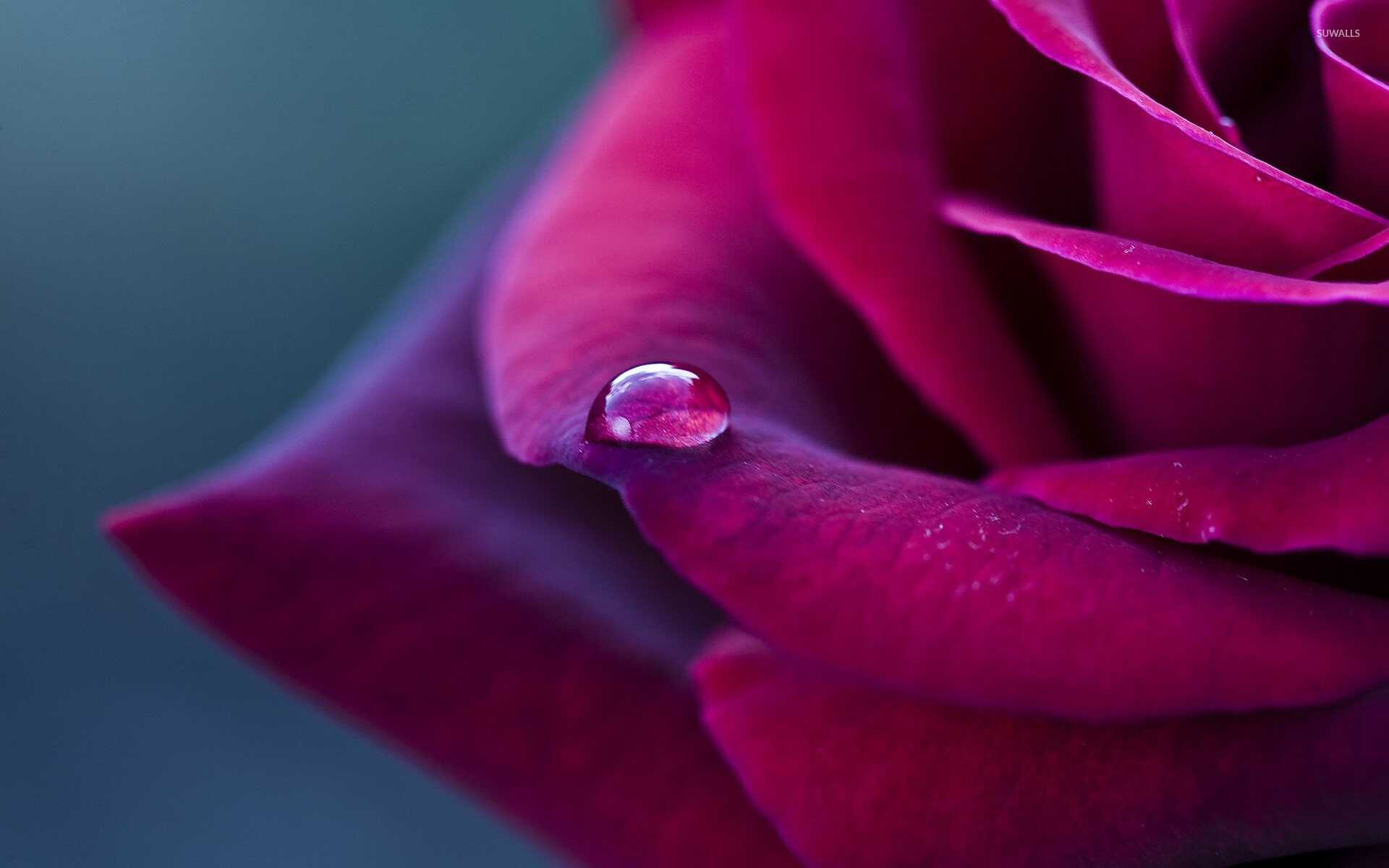 Purple rose wallpaper, Water droplets, Nature's beauty, Serene elegance, 1920x1200 HD Desktop