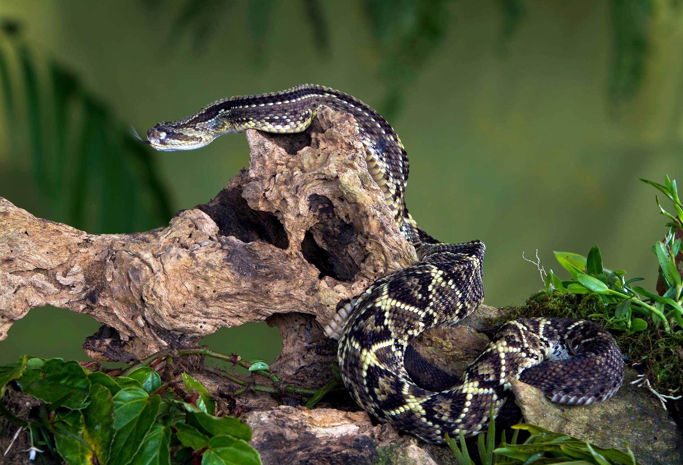 The South American, Rattlesnake Wallpaper, 2210x1500 HD Desktop