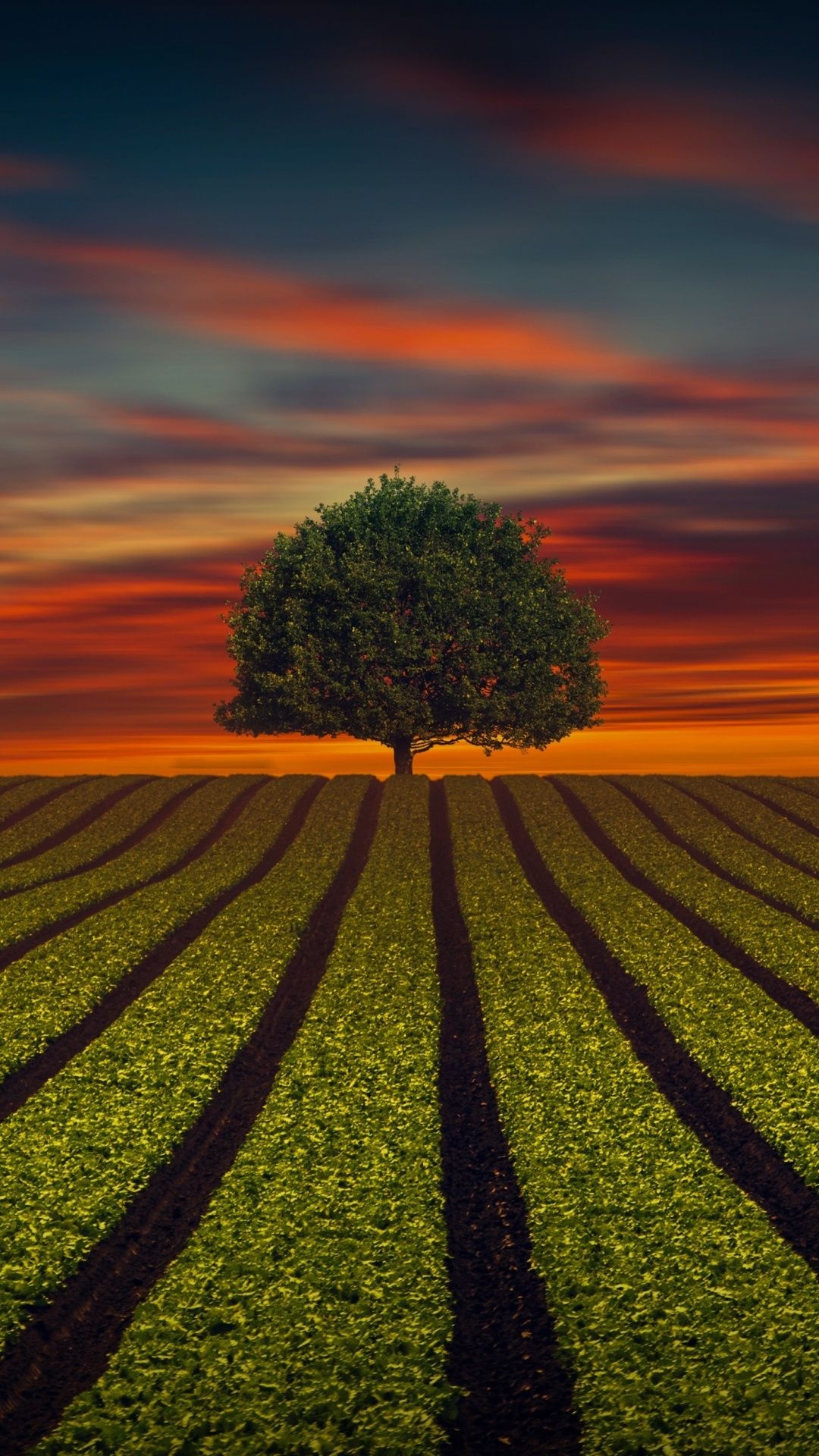 Farm field landscape, Sunset wallpaper, Tree silhouettes, Natural beauty, 1080x1920 Full HD Phone