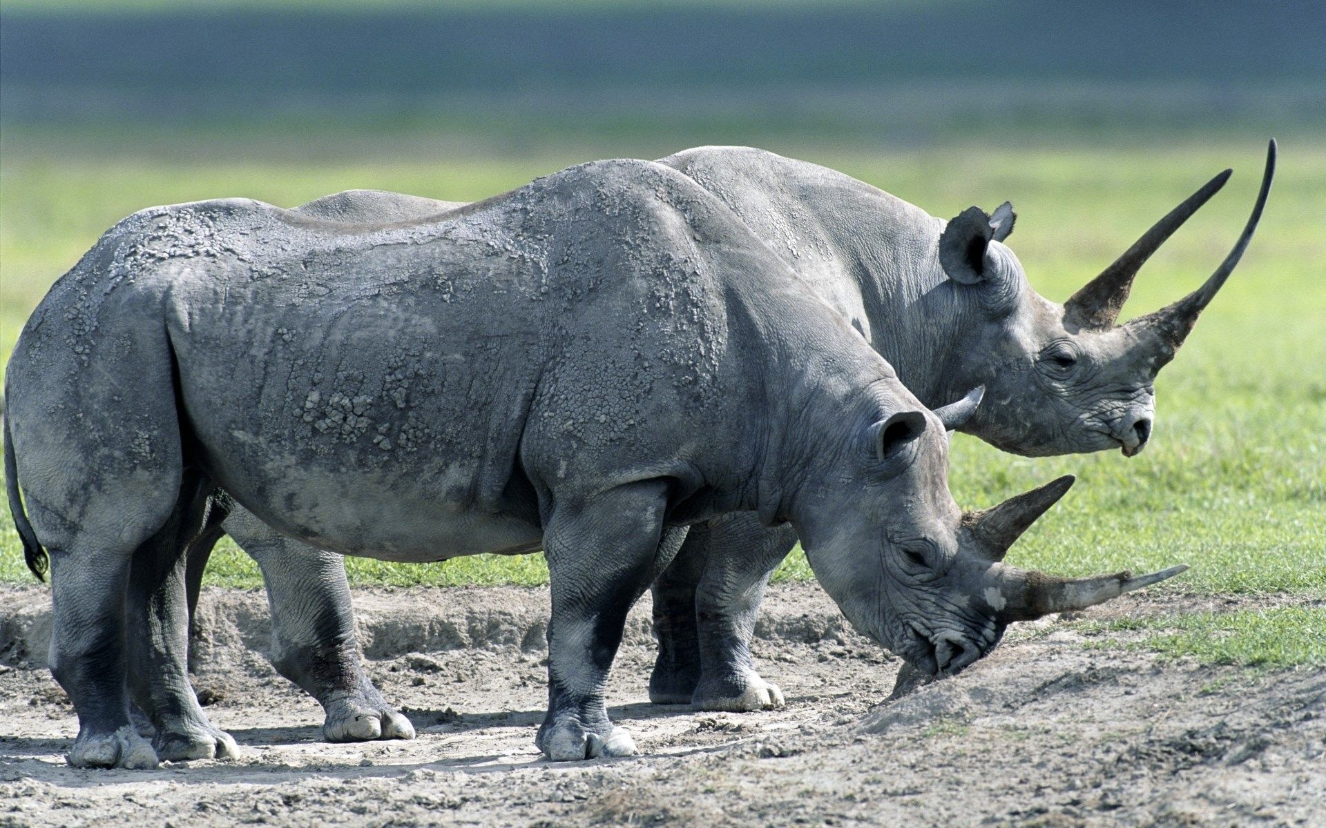 High-quality rhino, Exquisite photography, Animal kingdom wonders, Yellow lab puppies, 1920x1200 HD Desktop