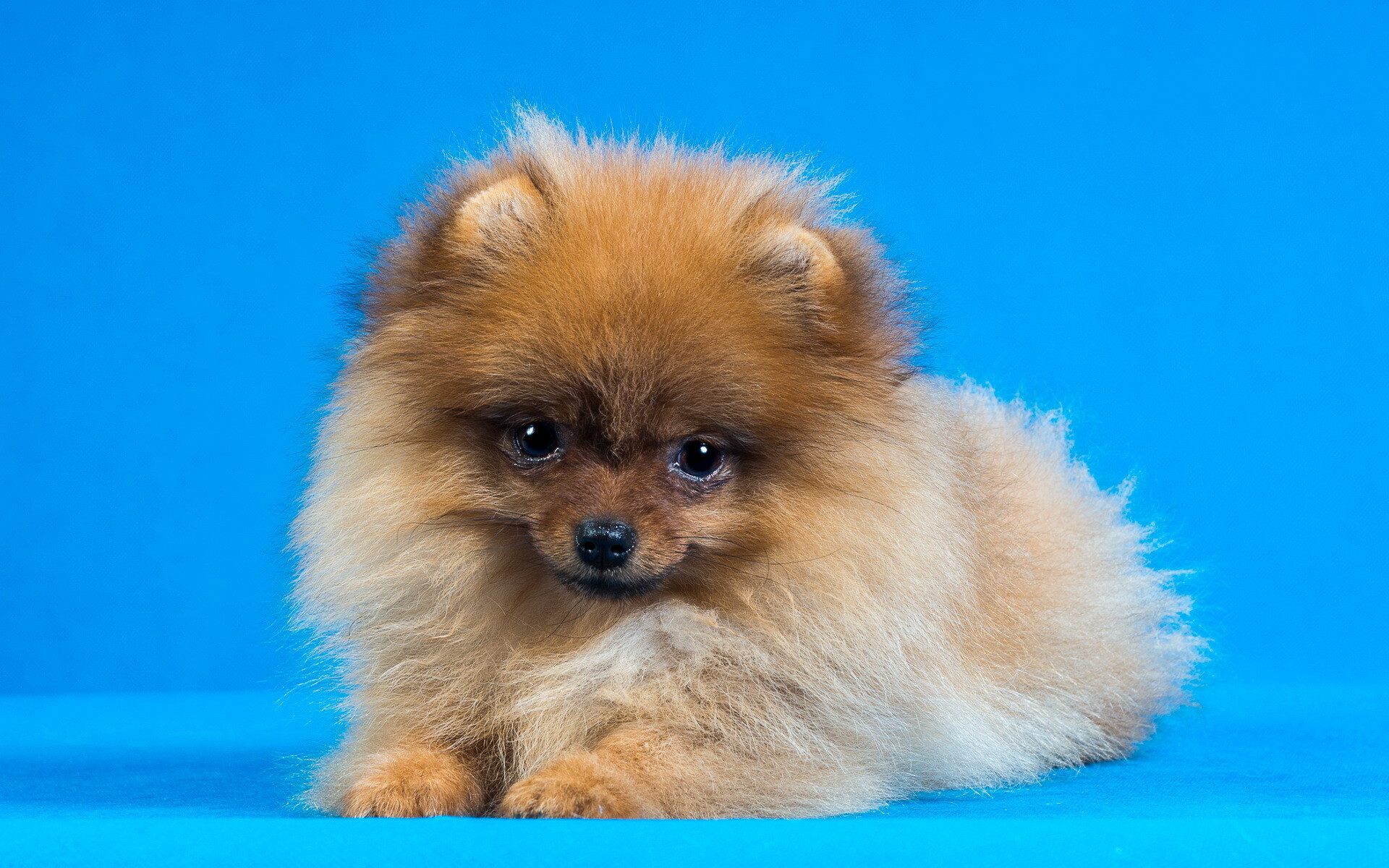 Pomeranian, Fluffy cuteness, Small dog big personality, Bundle of joy, 1920x1200 HD Desktop