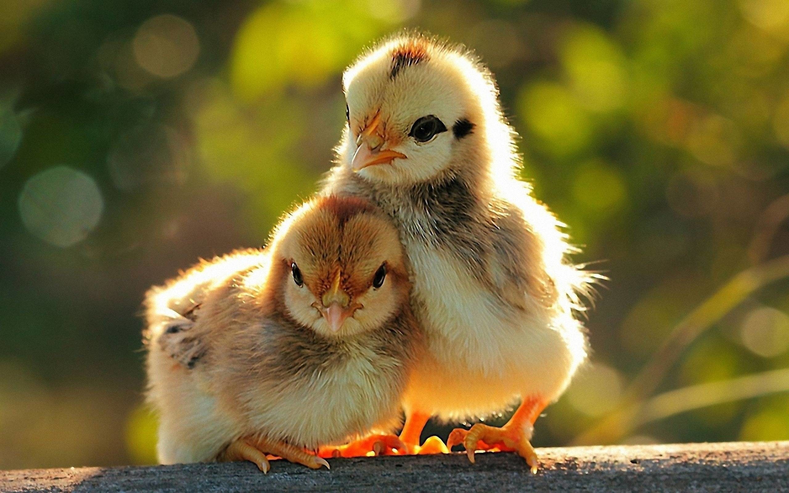 Chickens, Pets Wallpaper, 2560x1600 HD Desktop