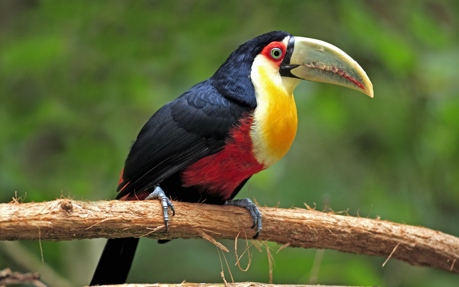 Red-breasted, Toucans Wallpaper, 1920x1200 HD Desktop