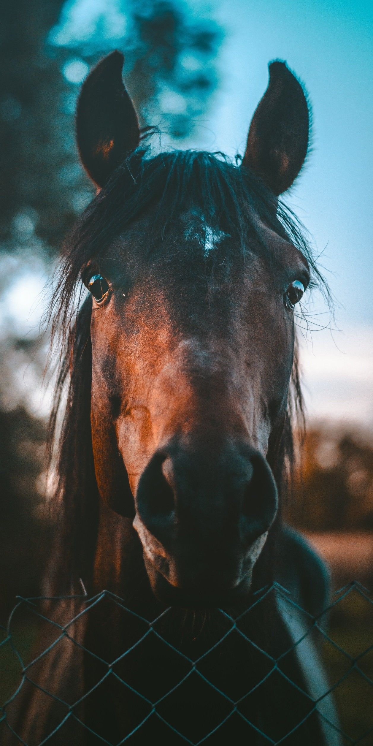 Captivating horse phone wallpapers, Top-quality visuals, Mobile elegance, Background enchantment, 1260x2520 HD Phone