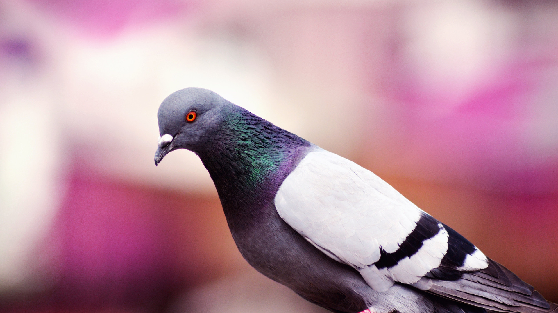 Pigeon, Laptop wallpaper, Full HD, Birds, 1920x1080 Full HD Desktop