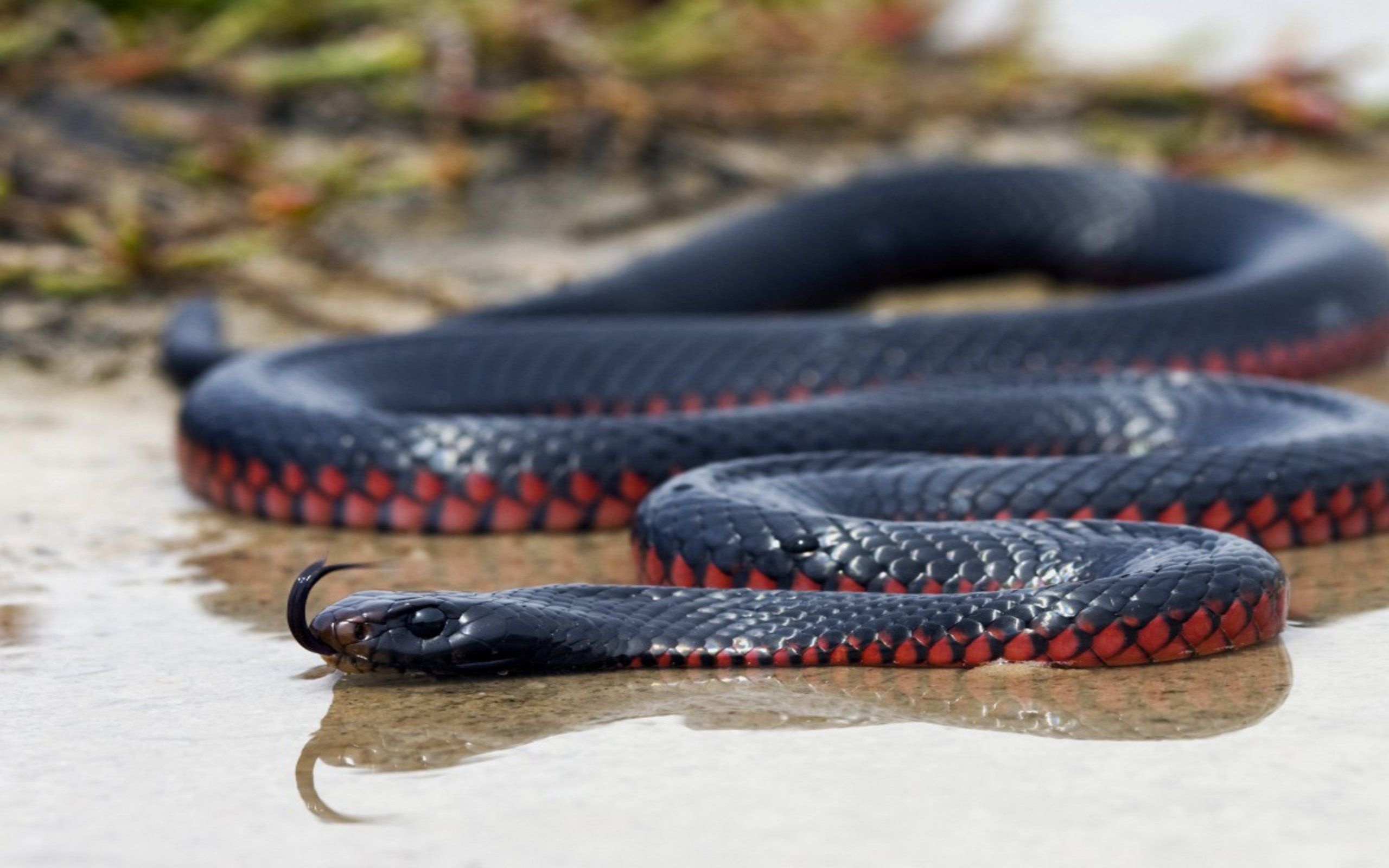 Sleek reptile, Dark background, Venomous creature, Intense gaze, 2560x1600 HD Desktop