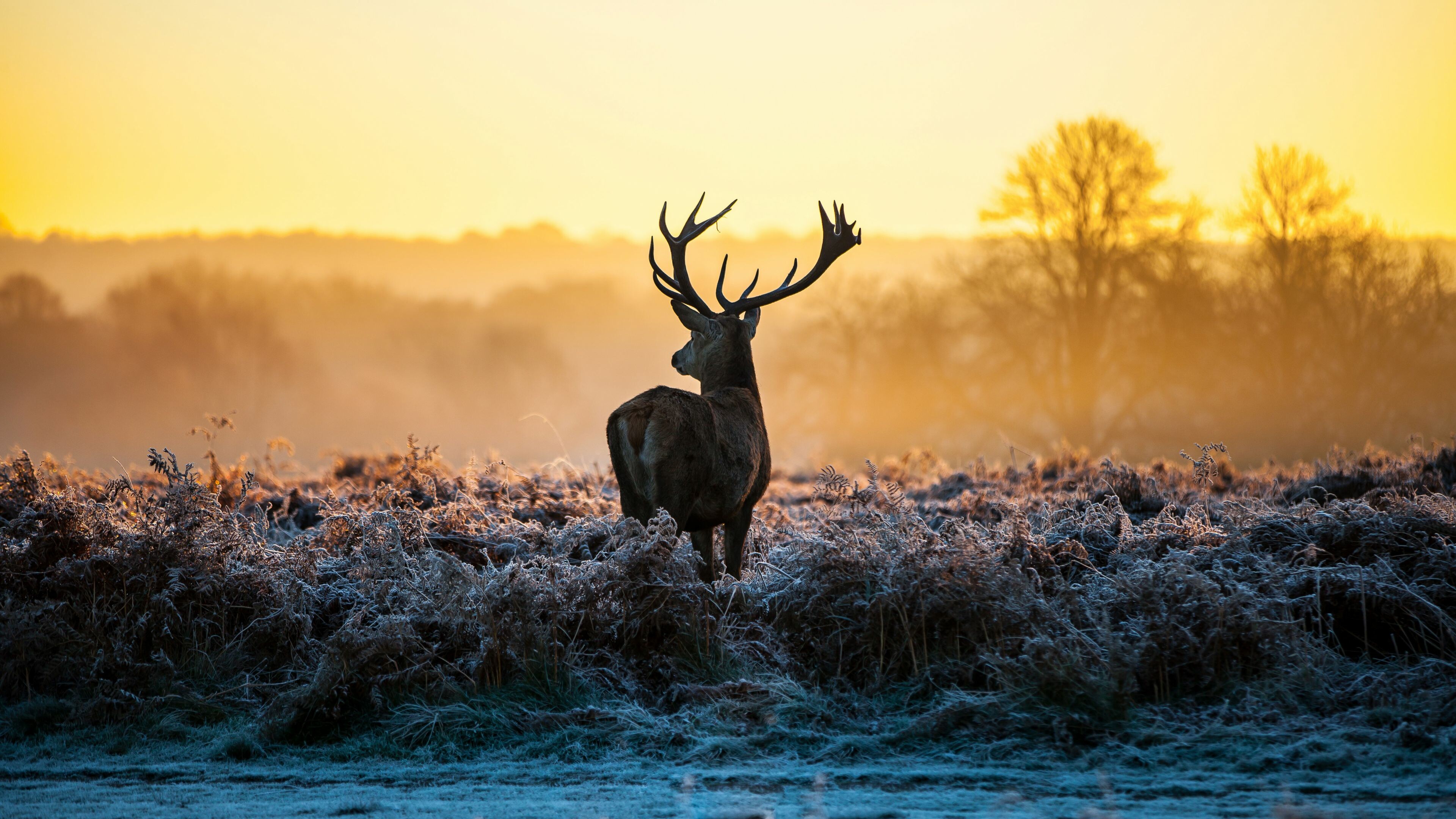 Reindeer, 4K Ultra HD, Wallpapers, Backgrounds, 3840x2160 4K Desktop