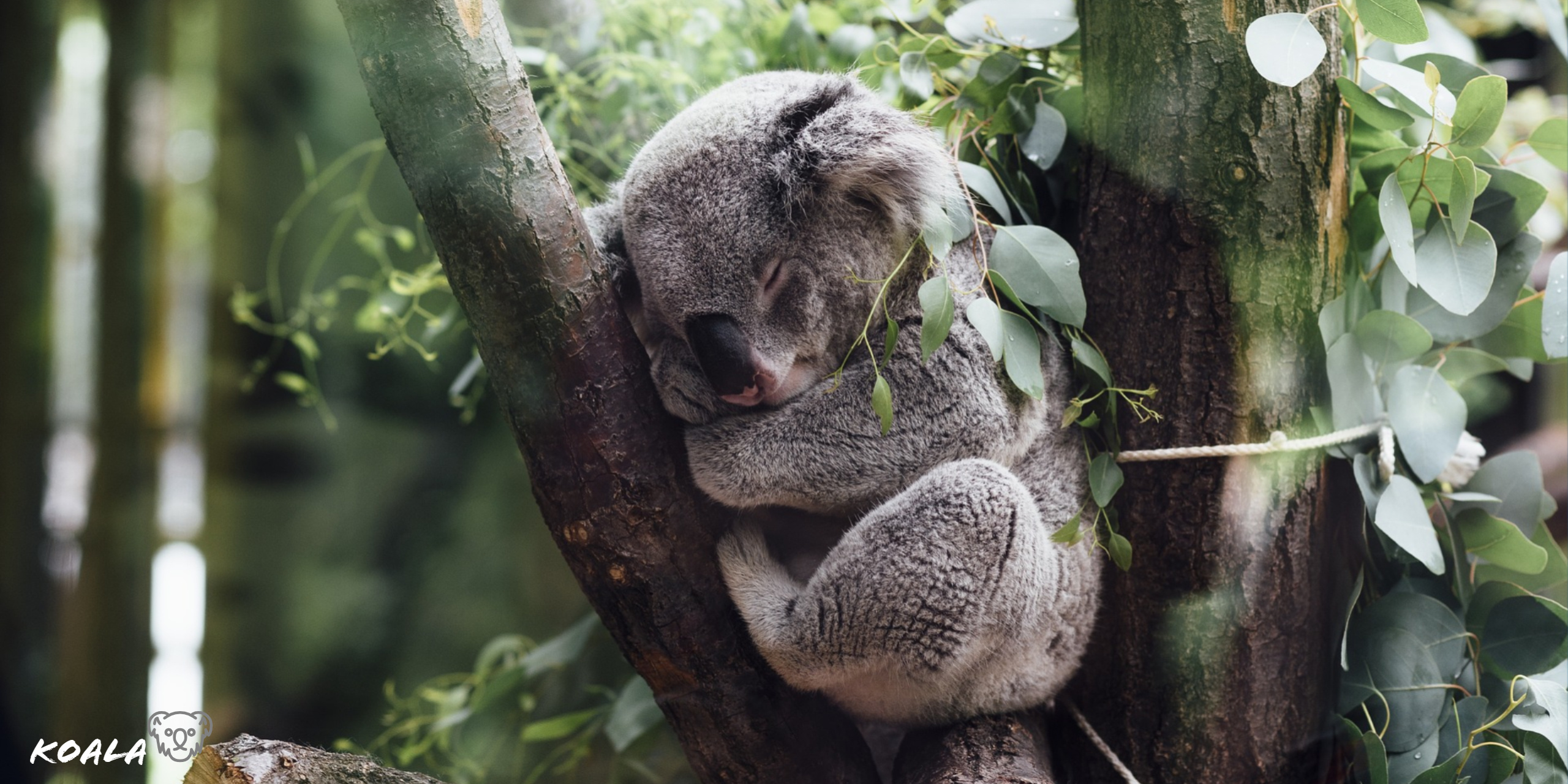 HD koala wallpaper, Eye-catching design, Desktop enhancement, XFCE beauty, 2560x1280 Dual Screen Desktop