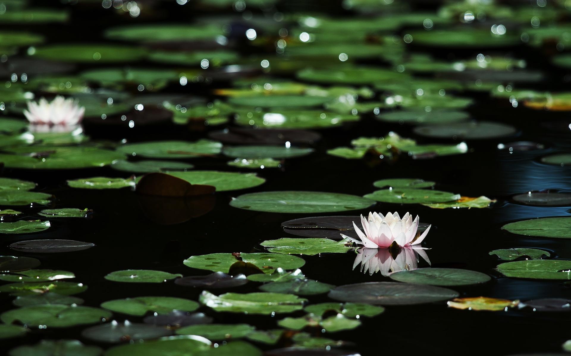 Nature, flowers, lily, foliage, 1920x1200 HD Desktop