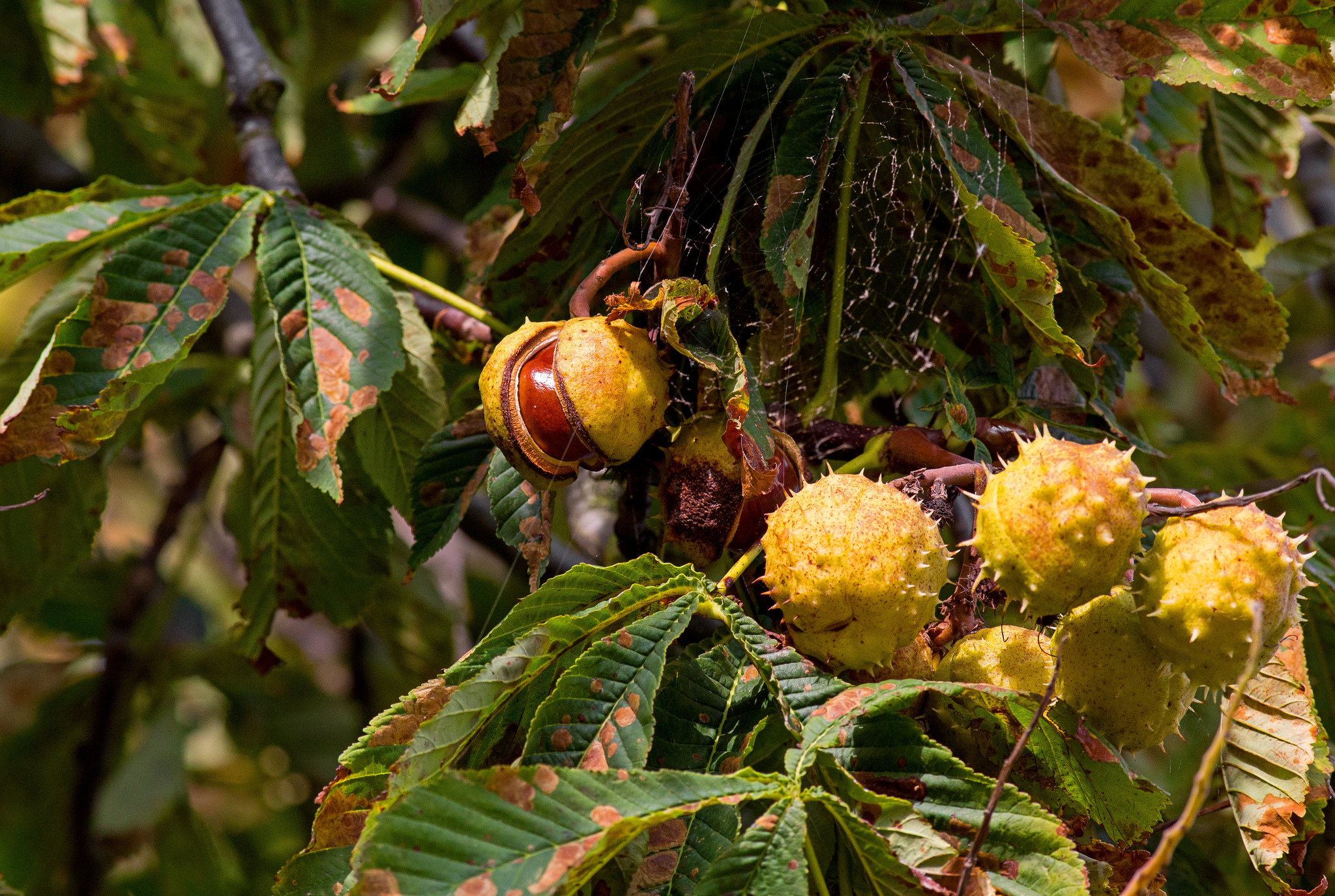 Chestnut tree, 10 wallpapers, Nature, 2050x1380 HD Desktop