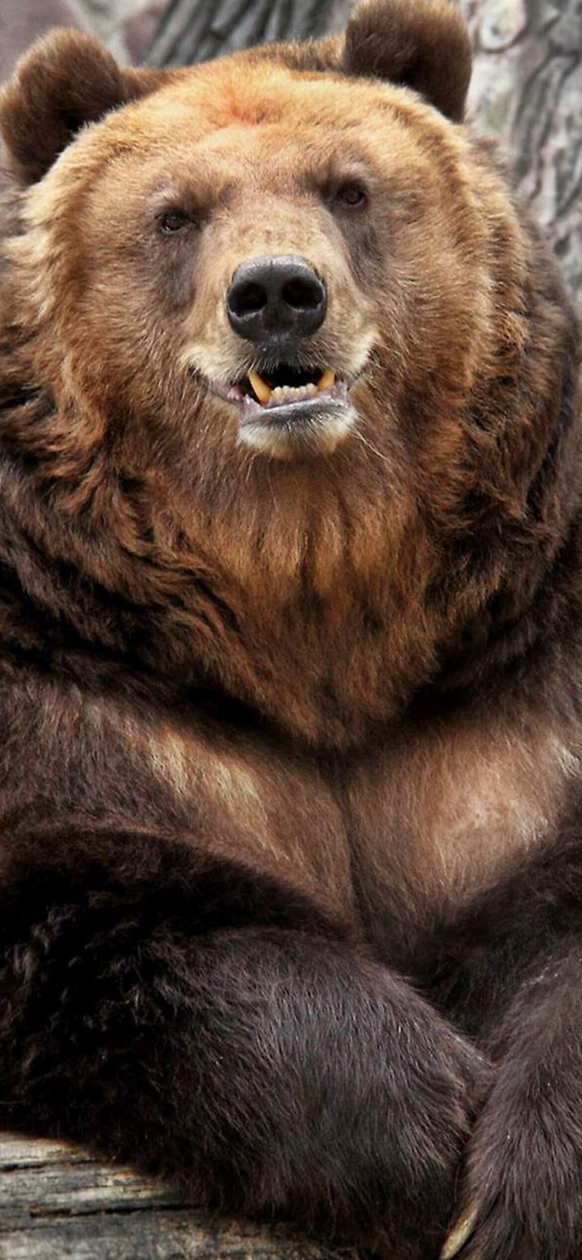 Grizzly bear, iPhone 11, Wallpaper, Polaroid, 1170x2540 HD Phone