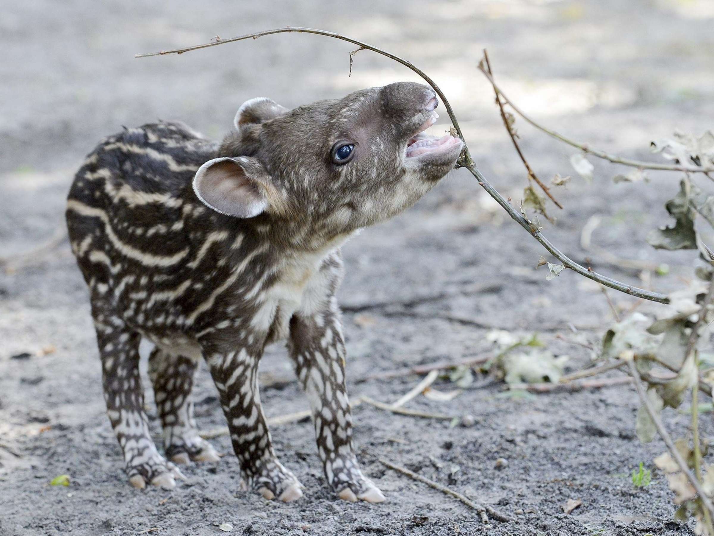 Tapir junges Jaderpark, Tapir, Born, Germany, 2400x1800 HD Desktop