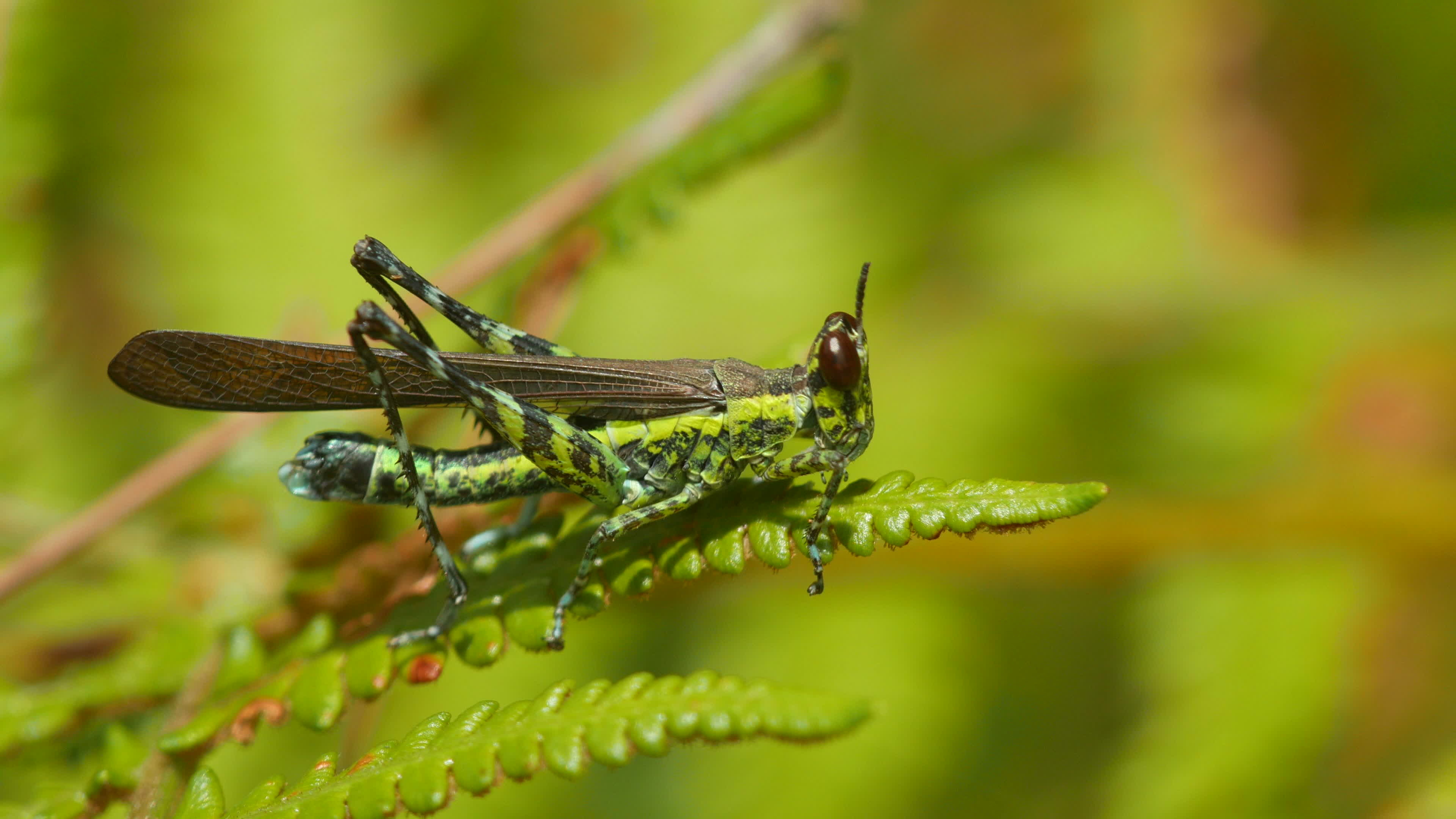 Monkey grasshopper, Grasshoppers Wallpaper, 3840x2160 4K Desktop