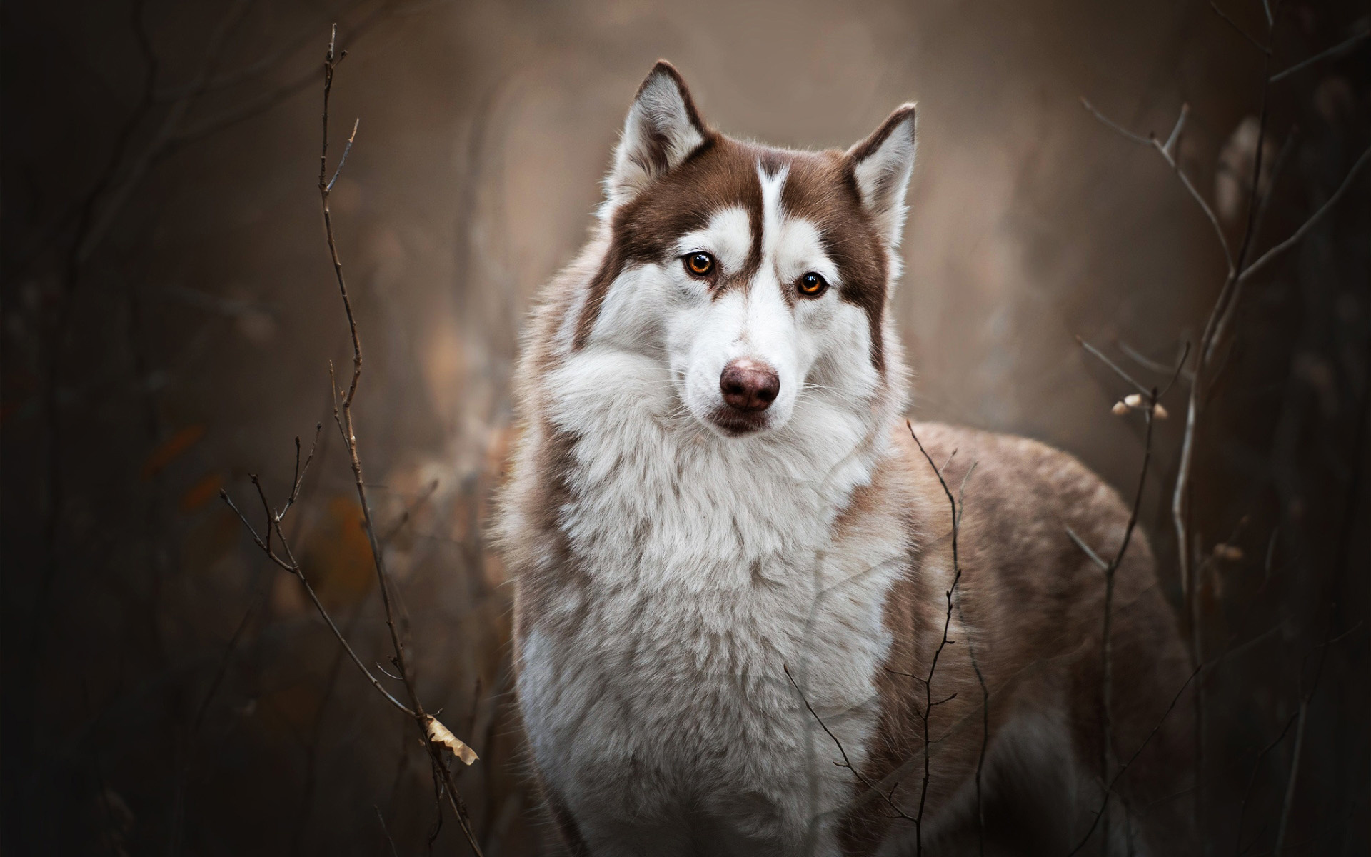 Brown husky in autumn, Bokeh effect, Cute pets, High-quality HD pictures, 1920x1200 HD Desktop