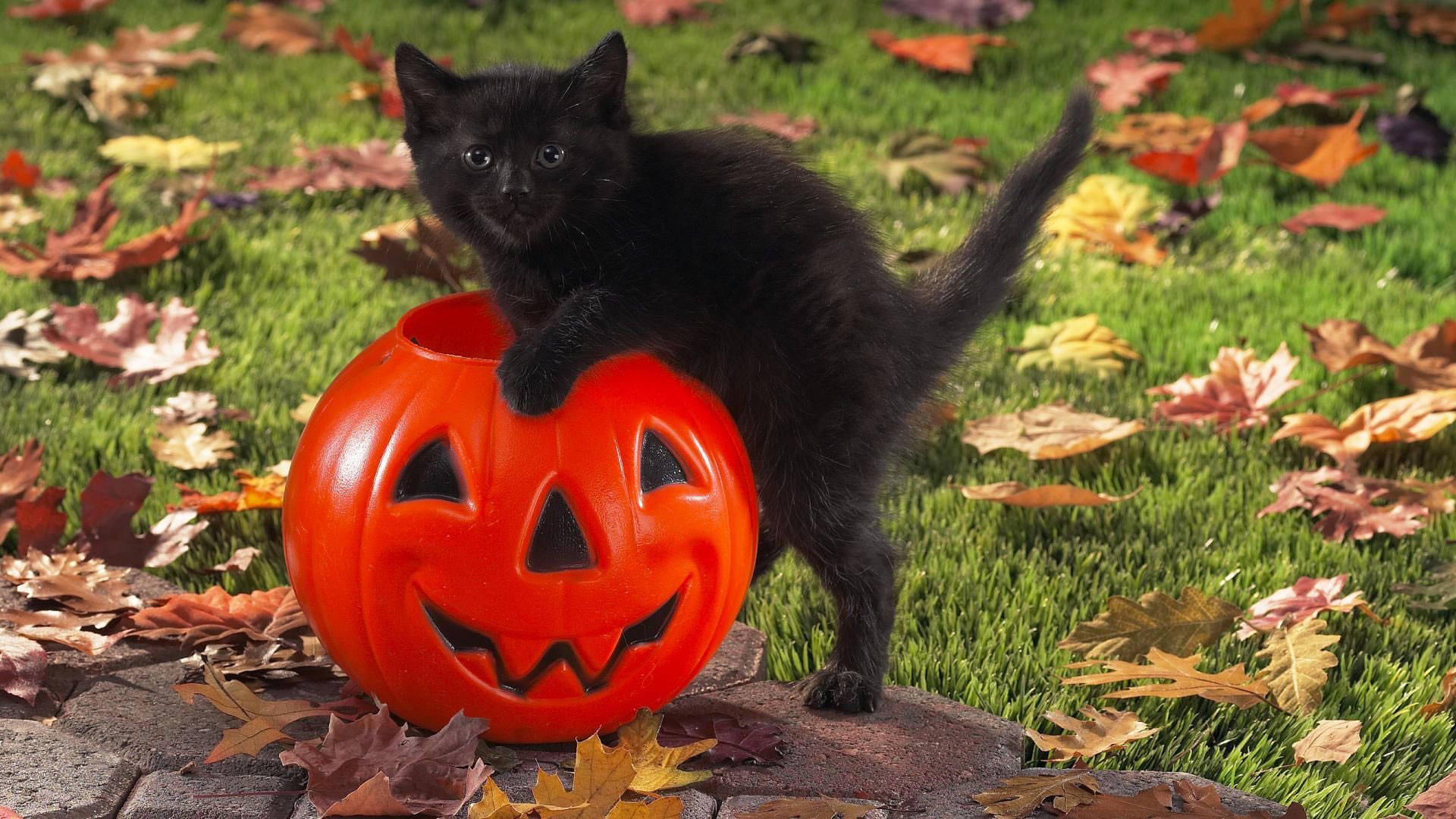 Kitten, Halloween Cats Wallpaper, 1920x1080 Full HD Desktop