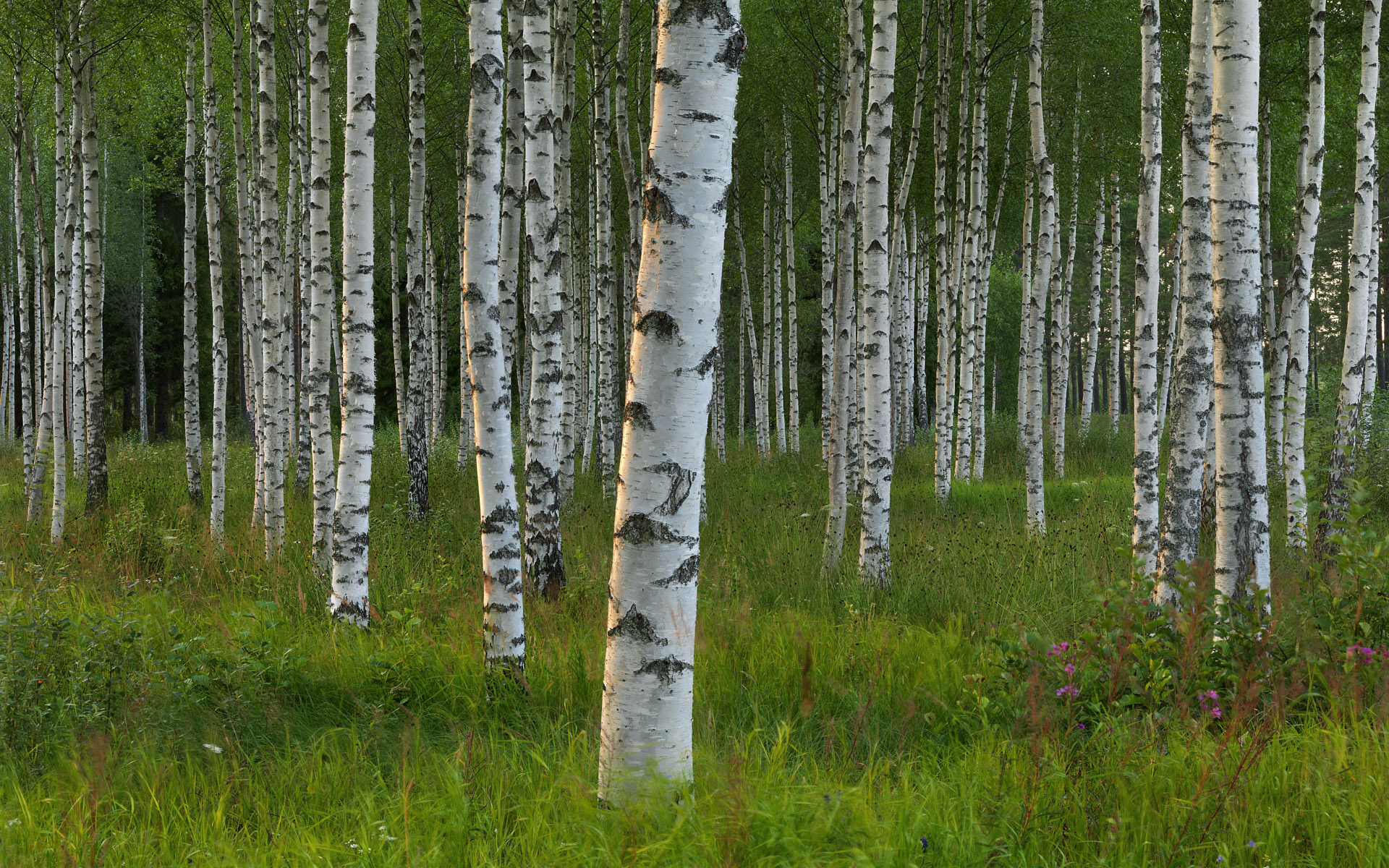 Birch Tree, Nature, Forest, Wallpaper, 1920x1200 HD Desktop