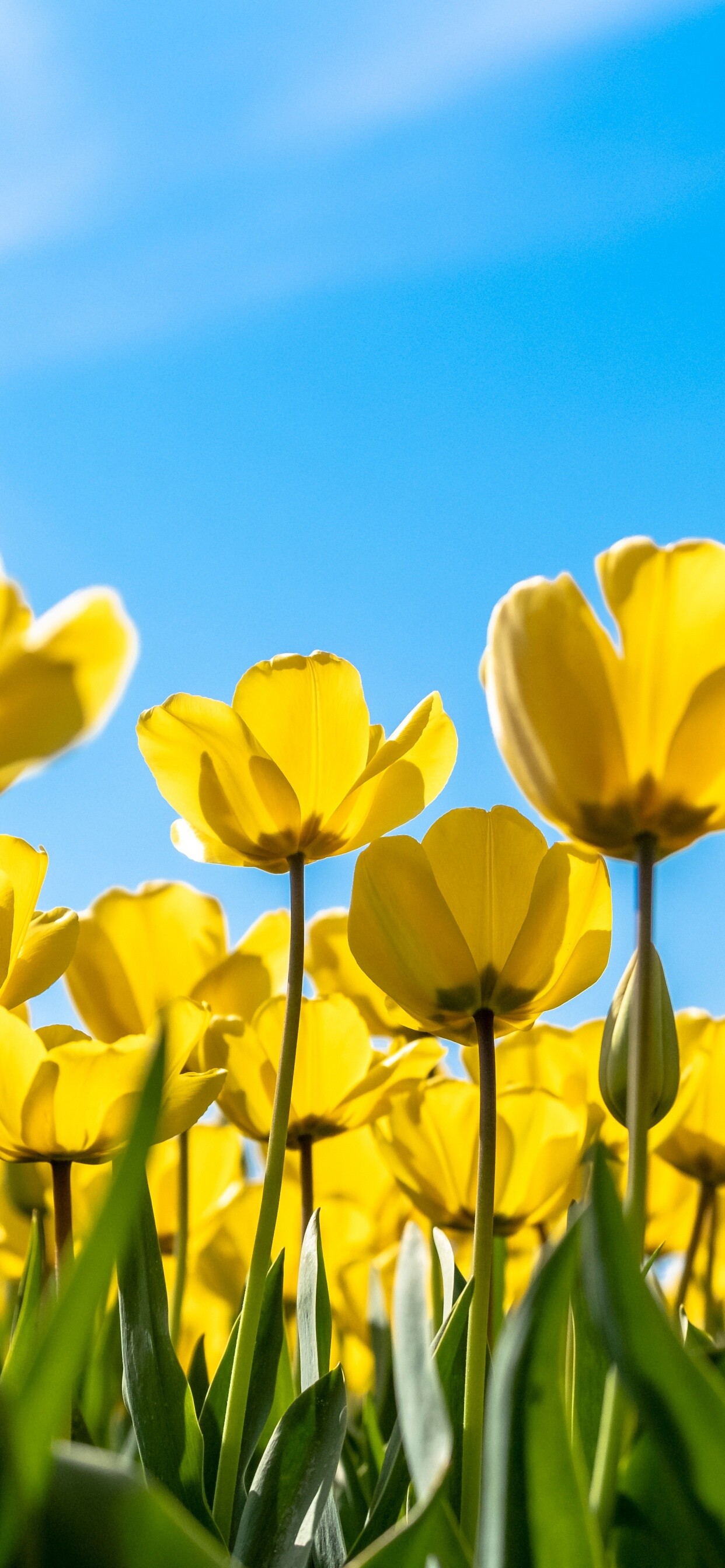 Tulip (Nature), 4k yellow flowers, Blossom blue sky, Bloom flowers, 1250x2690 HD Phone