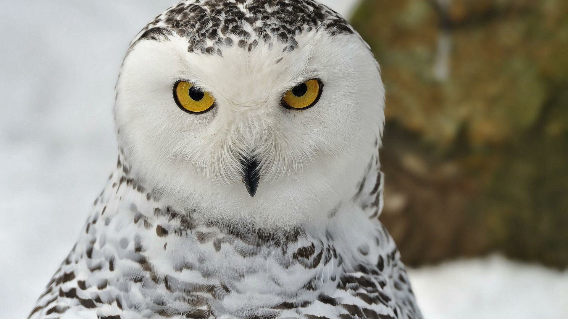 Snowy owl wallpapers, Winter wonderland, Arctic beauty, Majestic creatures, 1920x1080 Full HD Desktop