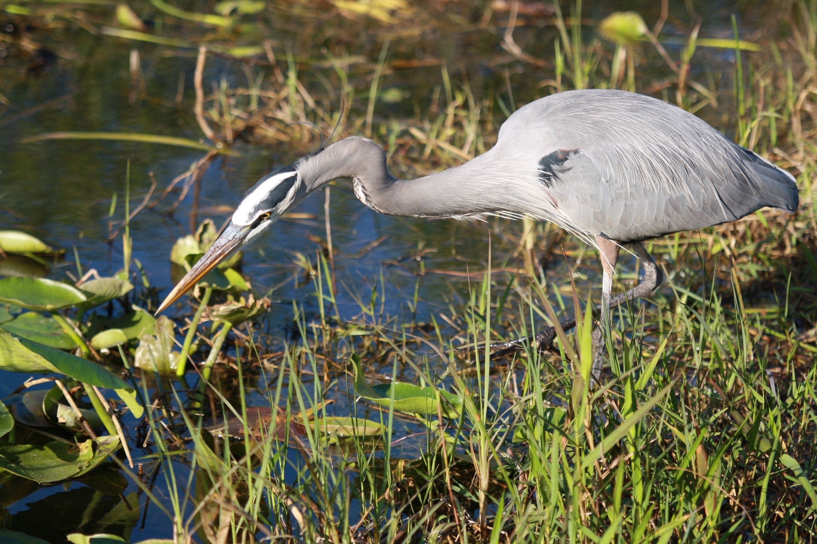 Graceful heron, White beauty, Elegant bird, Majestic creature, 2600x1740 HD Desktop