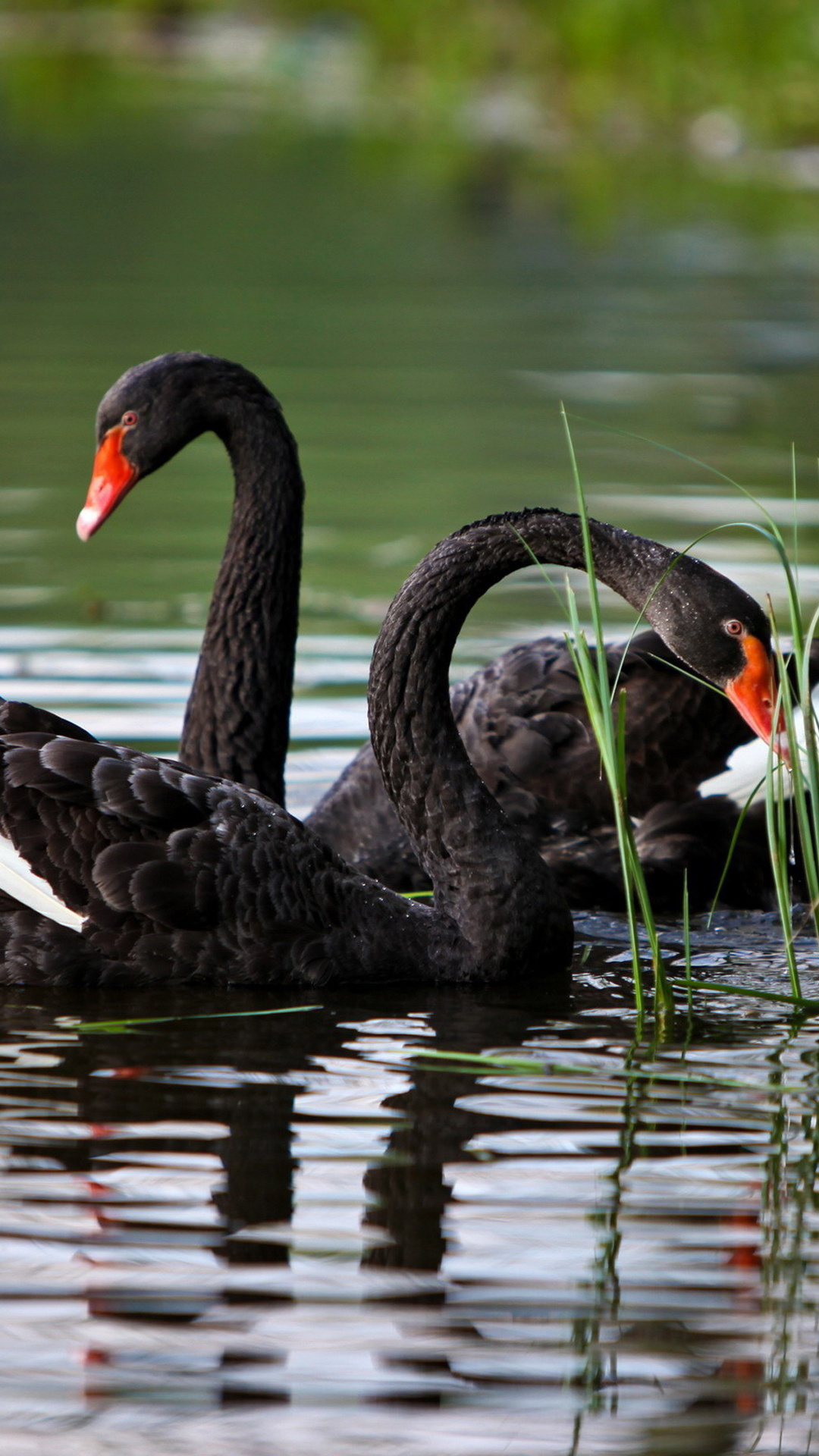 Black Swan wallpapers, Bird, Swan, Animal, 1080x1920 Full HD Phone