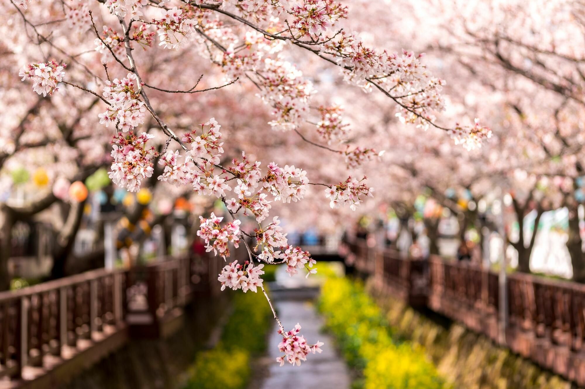 Jinhae, Korea Wallpaper, 2000x1330 HD Desktop