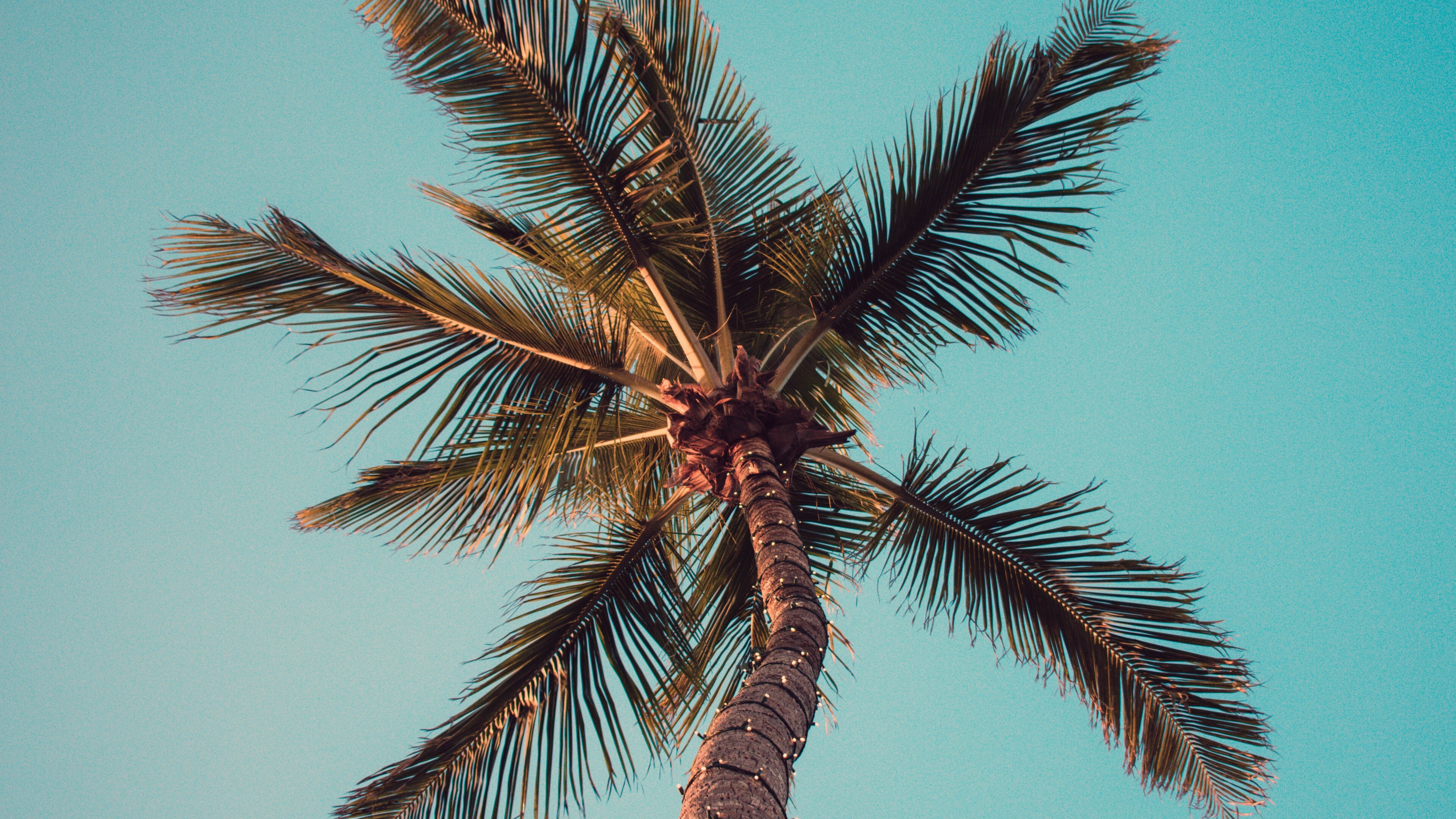 Coconut palm, Palm Trees Wallpaper, 3840x2160 4K Desktop