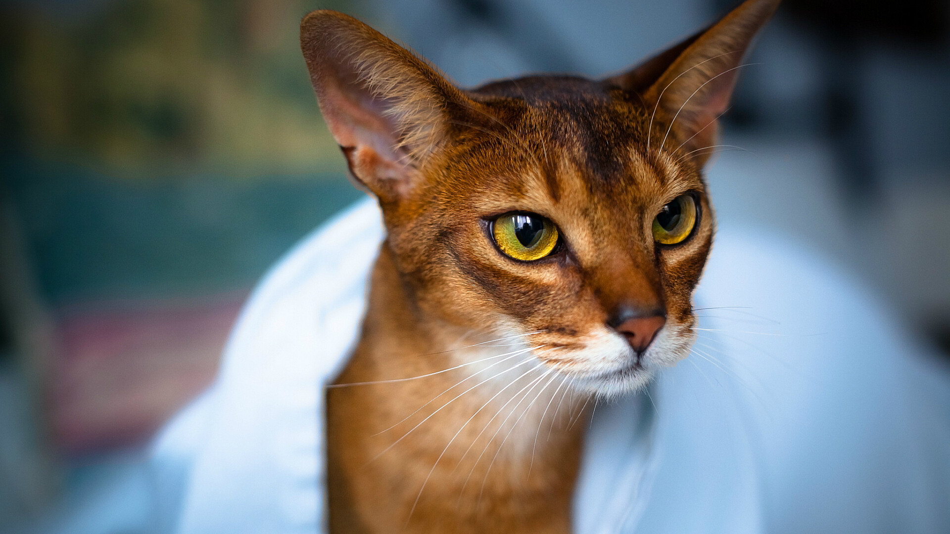 Abyssinian, 3D Abyssinian cat, PC wallpaper, Cute and stylish, 1920x1080 Full HD Desktop