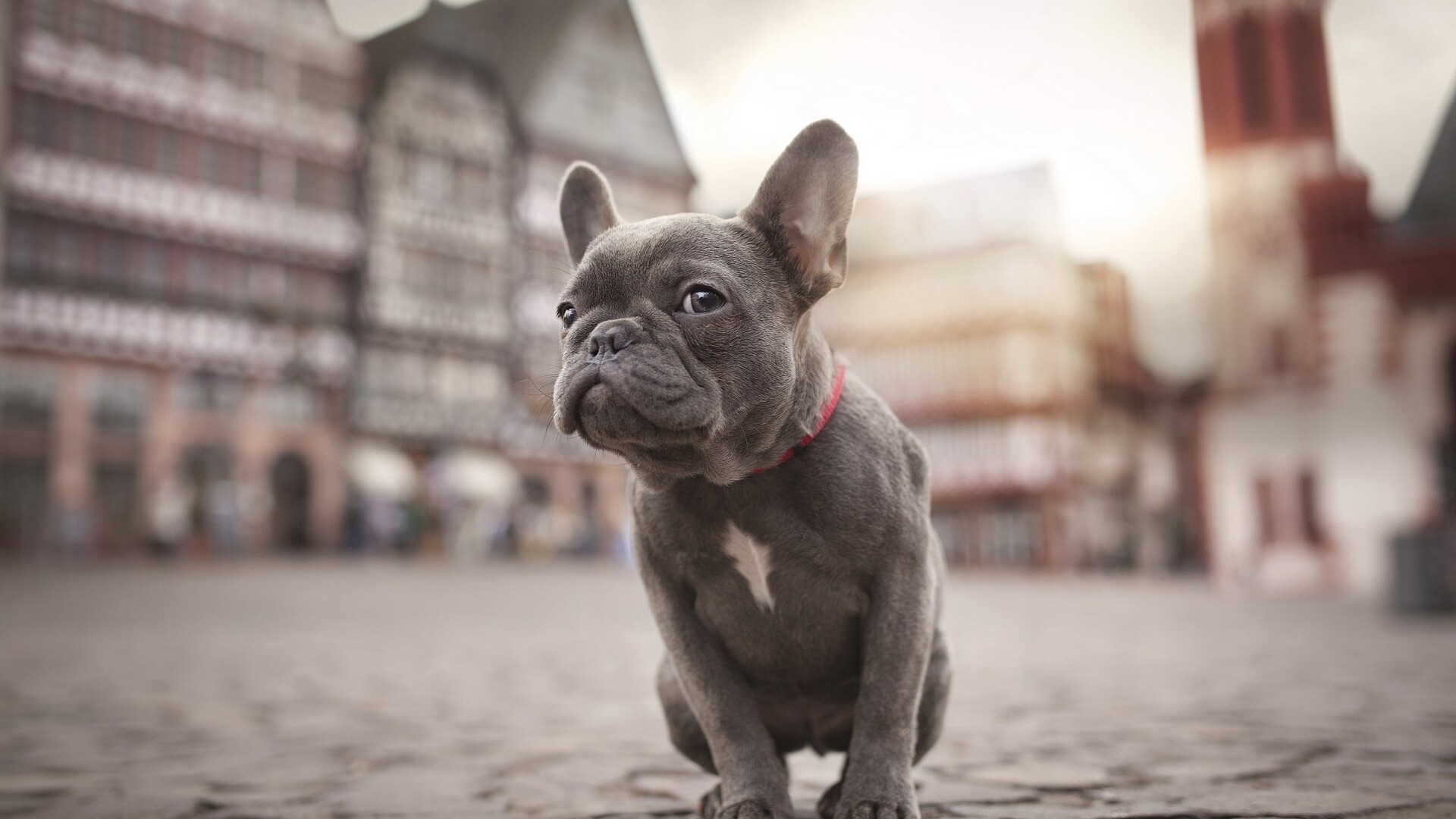 French Bulldog, Urban dog, City explorer, Lovable companion, 1920x1080 Full HD Desktop