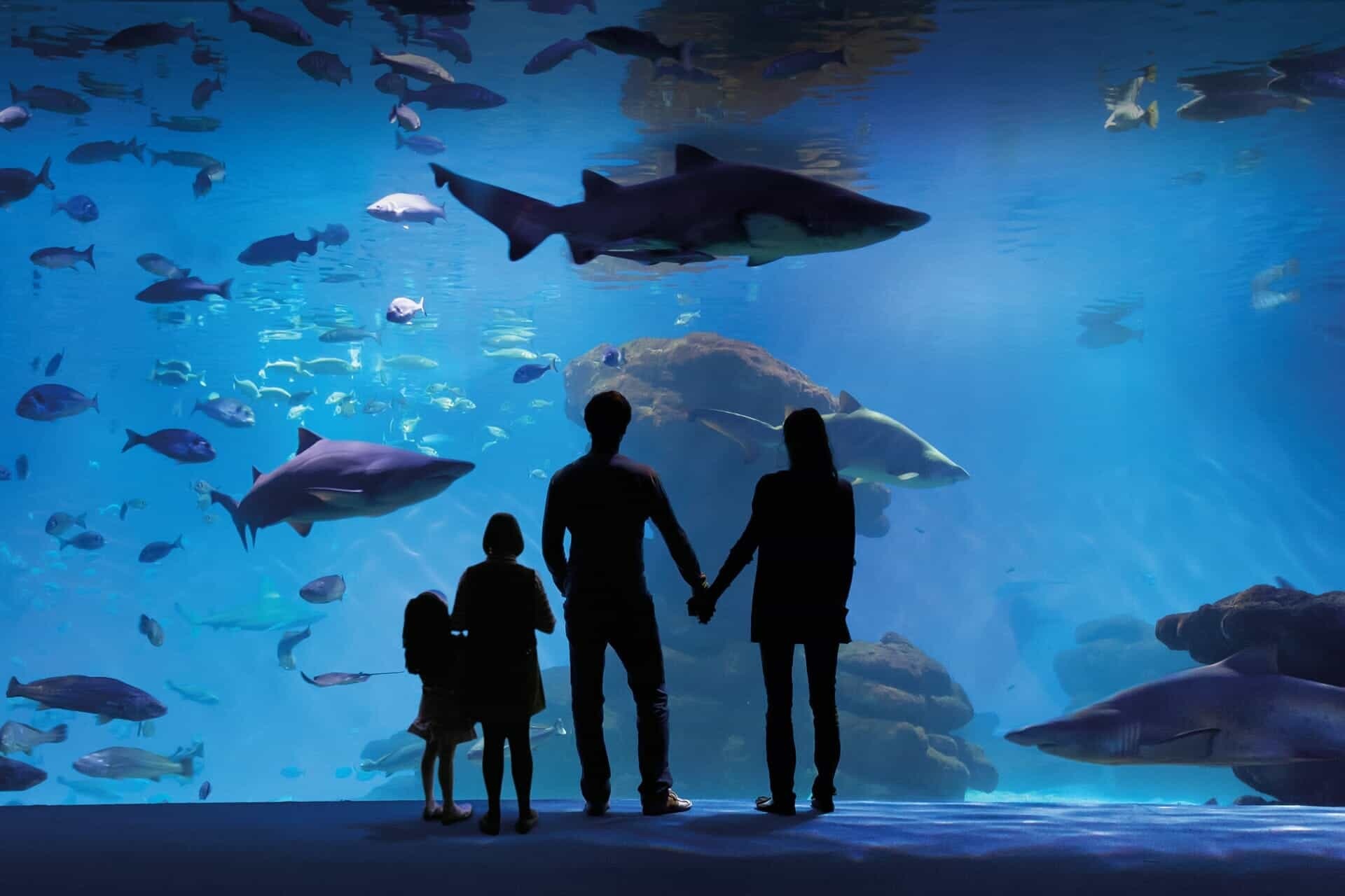 Qu hacer en Mallorca, Palma aquarium, Diversin familiar, Acuario en Mallorca, Paseo en familia, 1920x1280 HD Desktop