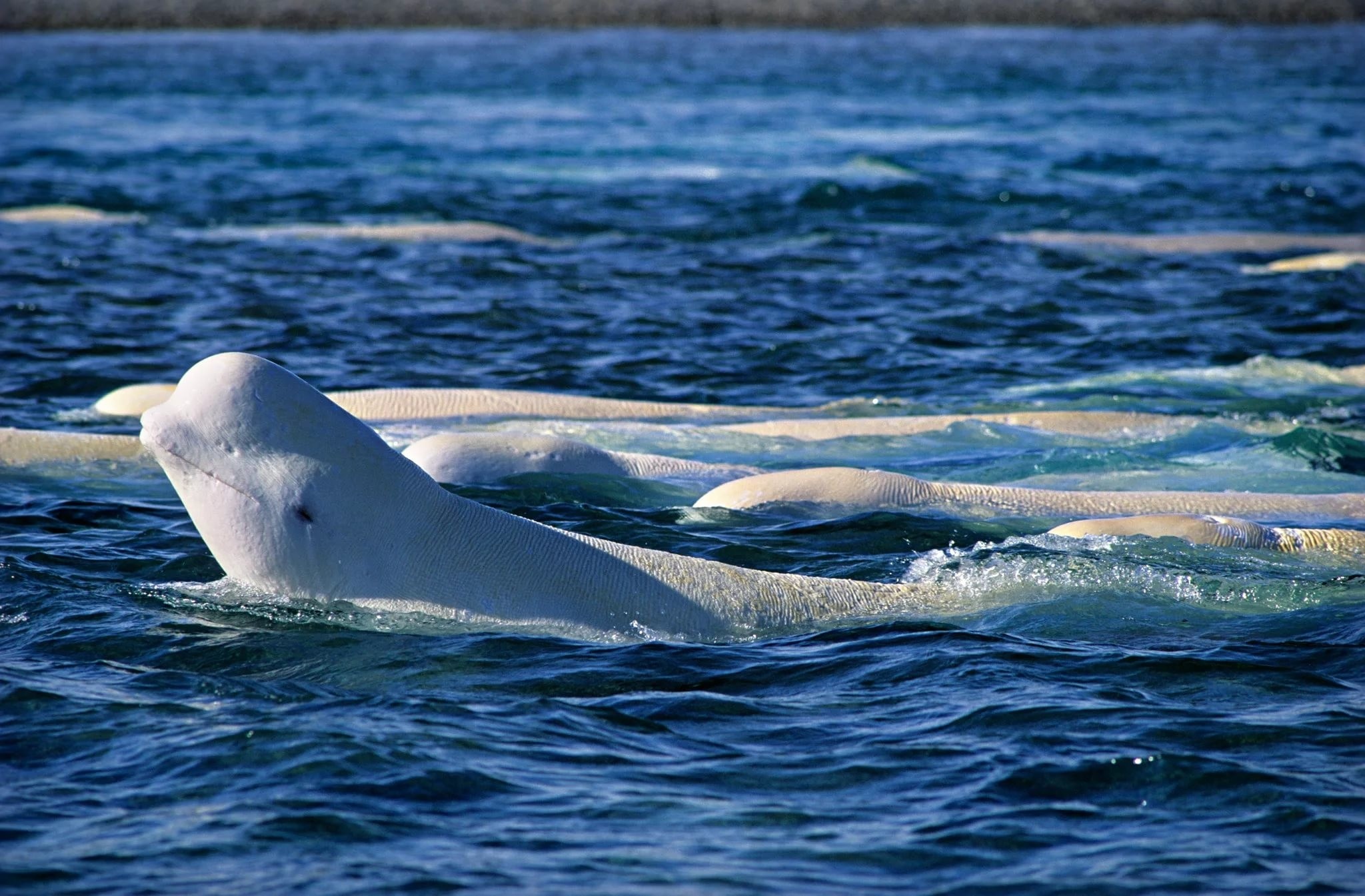 Beluga Whale, Mesmerizing underwater moments, Picture-perfect whale sighting, Captivating marine photography, 2050x1350 HD Desktop