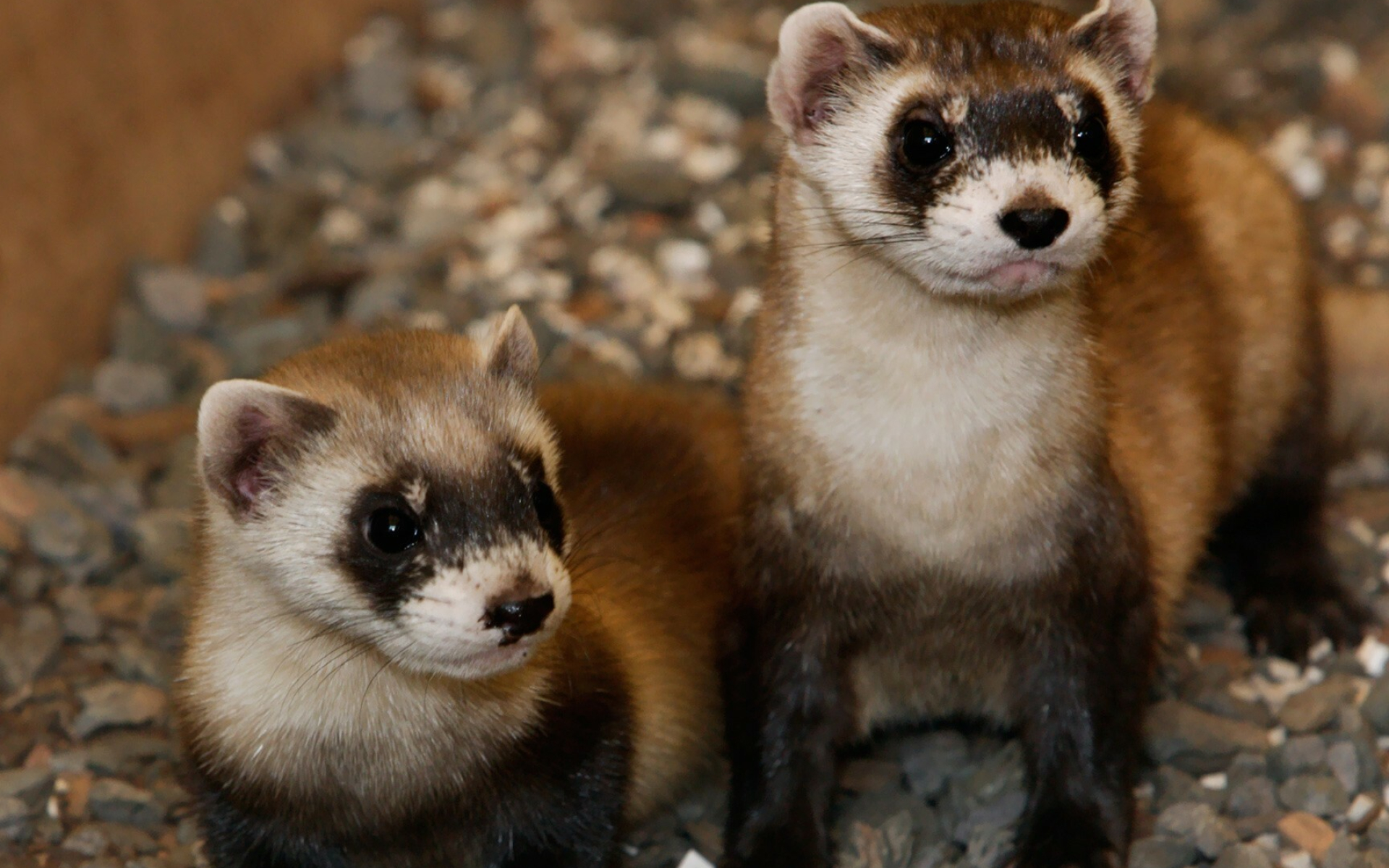 Couple, Ferrets Wallpaper, 1920x1200 HD Desktop