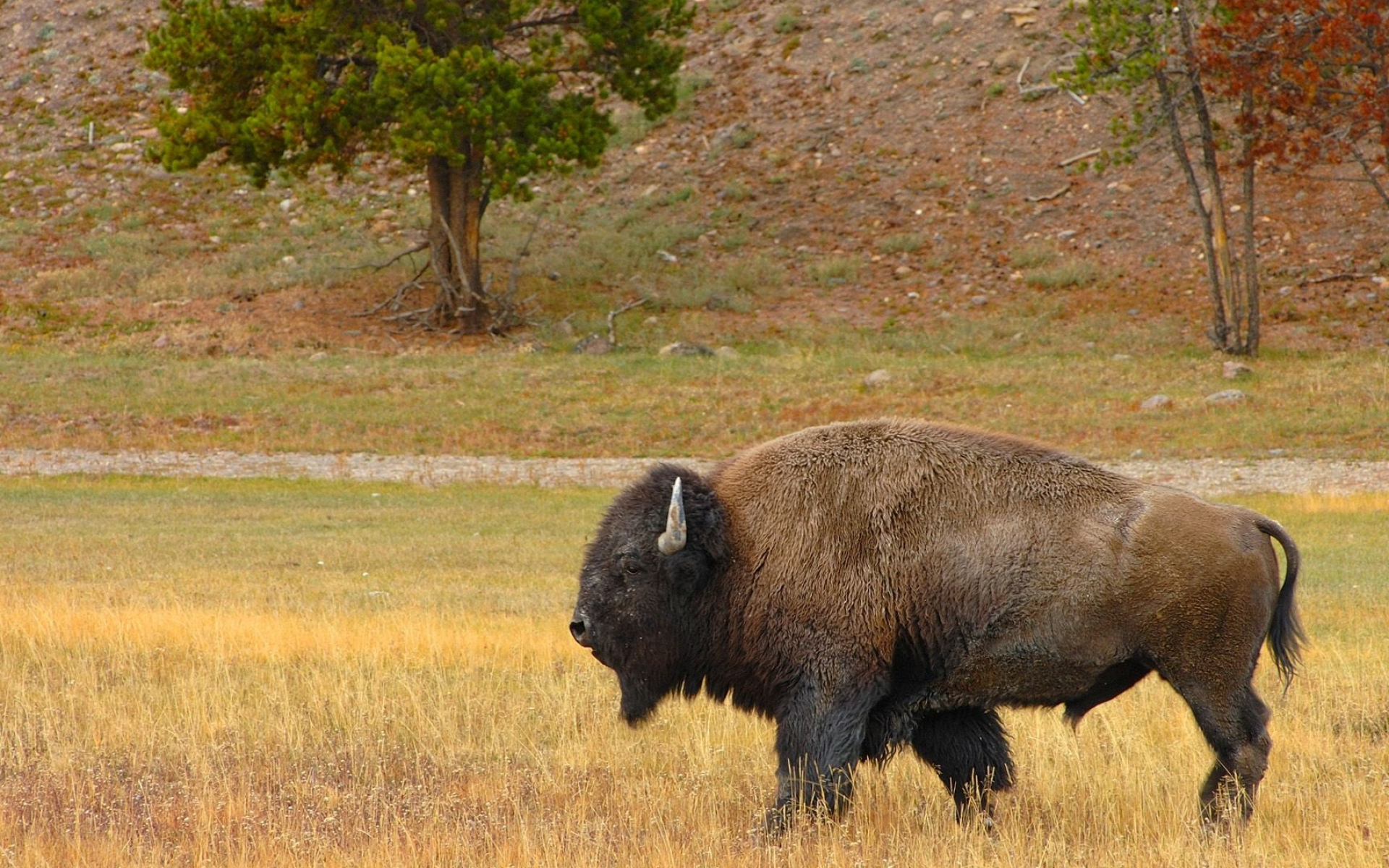 Wild landscapes with animals, Animal-themed wallpapers, American bison in the wild, Captivating wildlife imagery, 1920x1200 HD Desktop