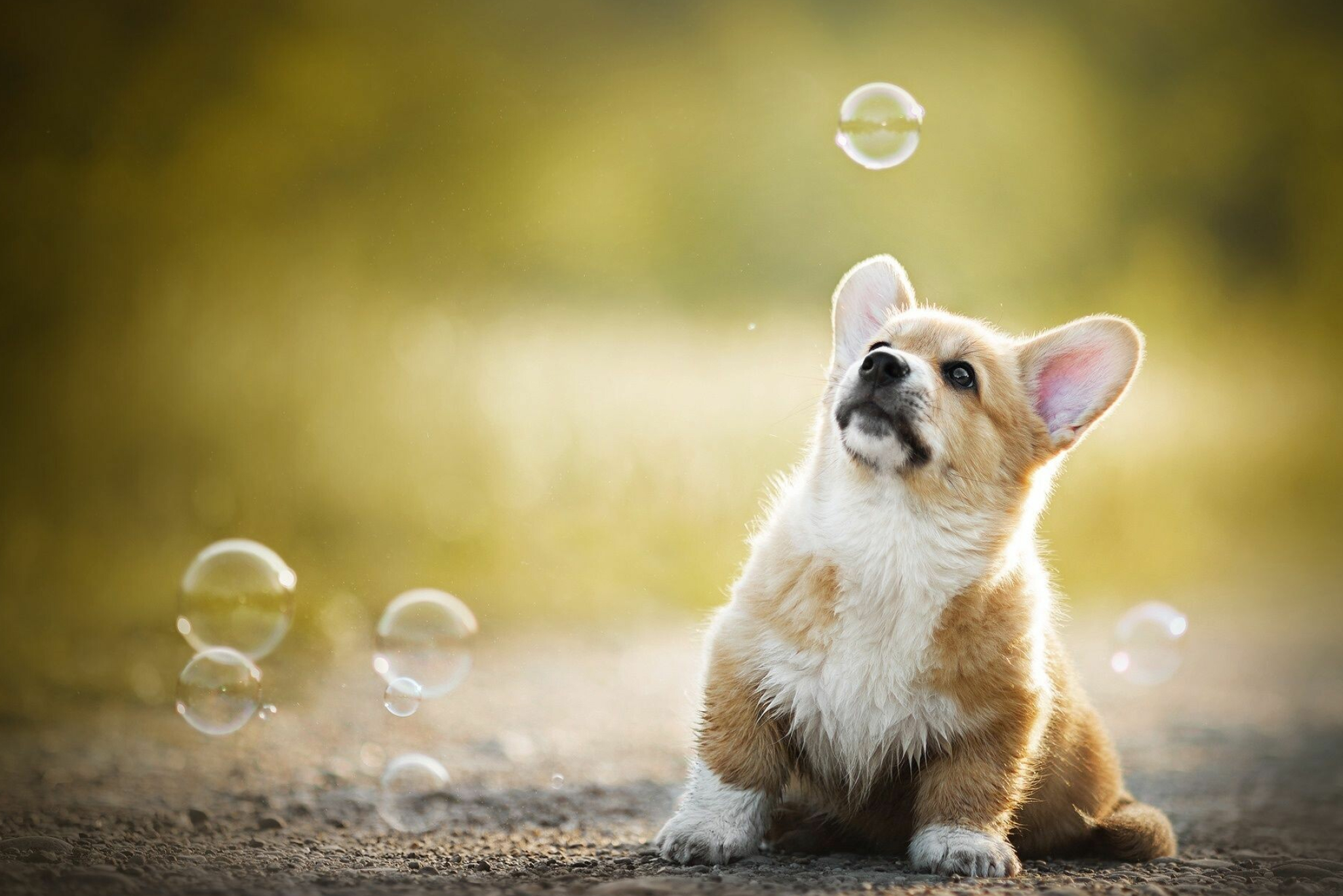 Bubbles, Corgis Wallpaper, 2050x1370 HD Desktop