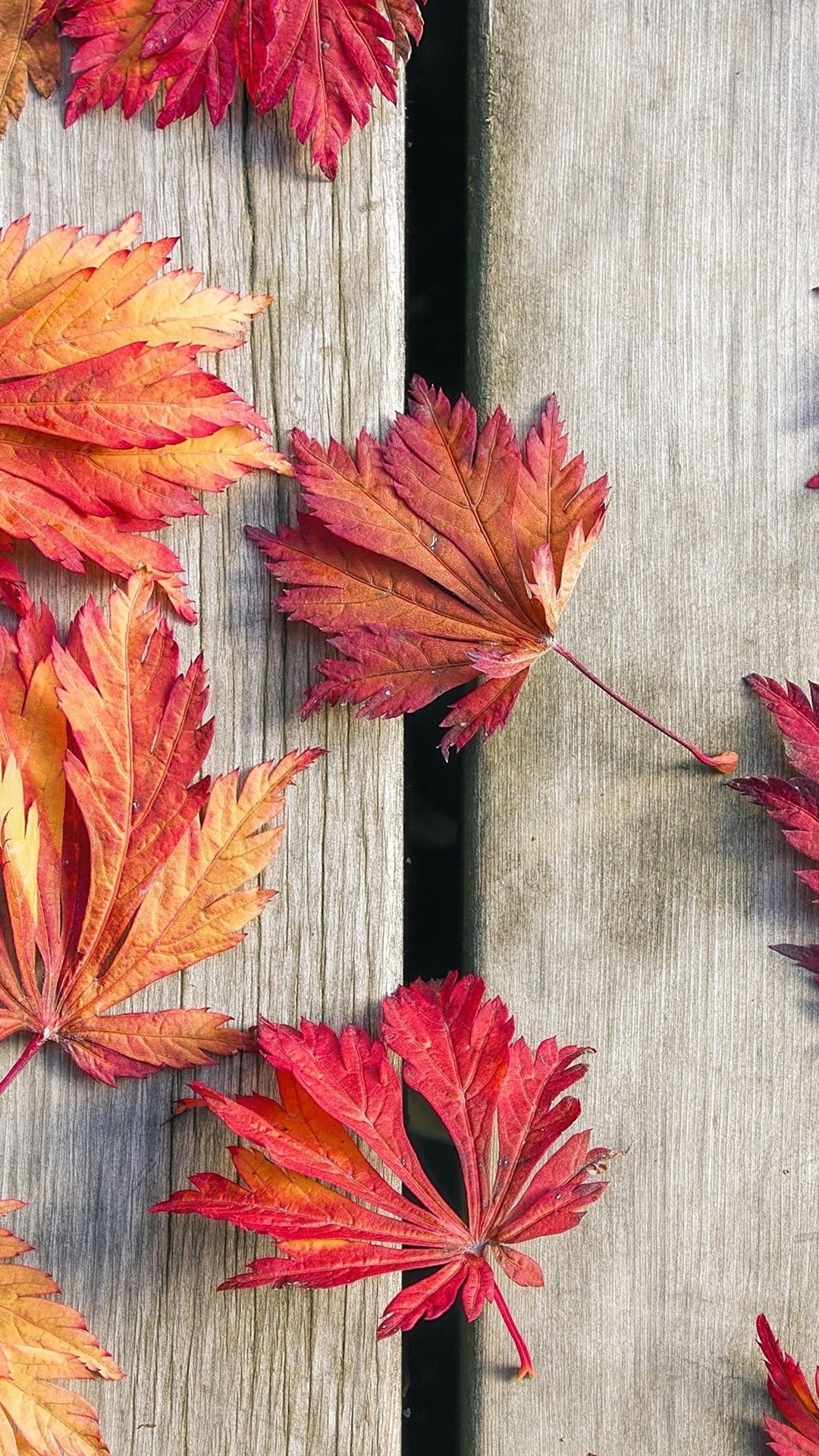 Maple leaves, Nature's artistry, Fall foliage, Vibrant colors, 1080x1920 Full HD Phone