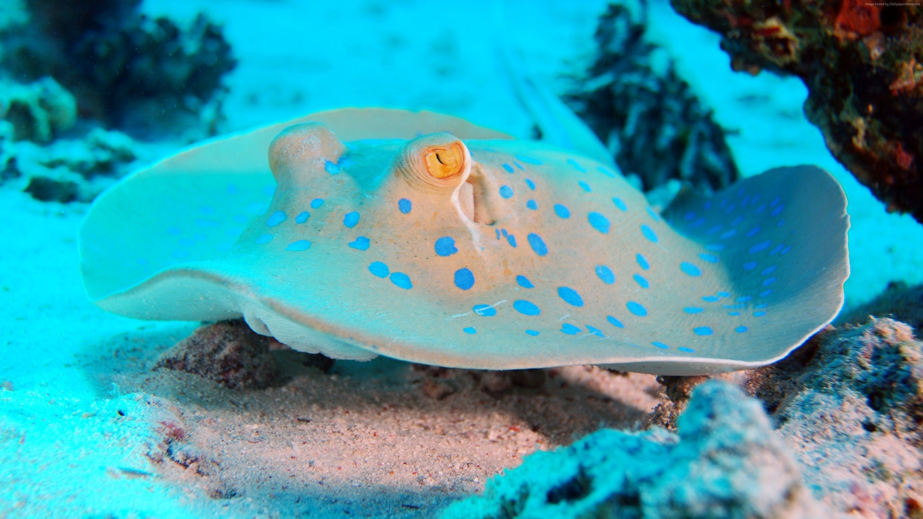 Stingray, Red Sea Wallpaper, 3840x2160 4K Desktop