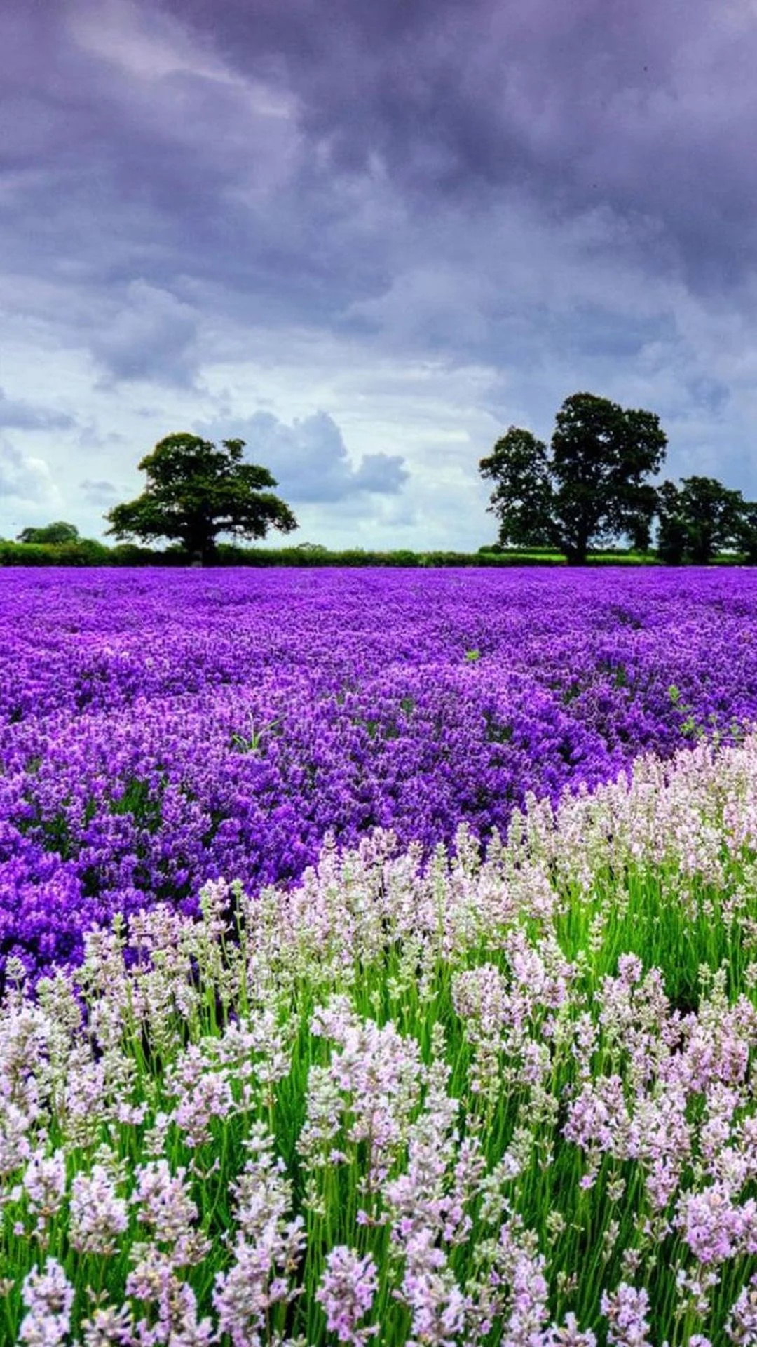 Lavender, Flower Garden Wallpaper, 1080x1920 Full HD Phone