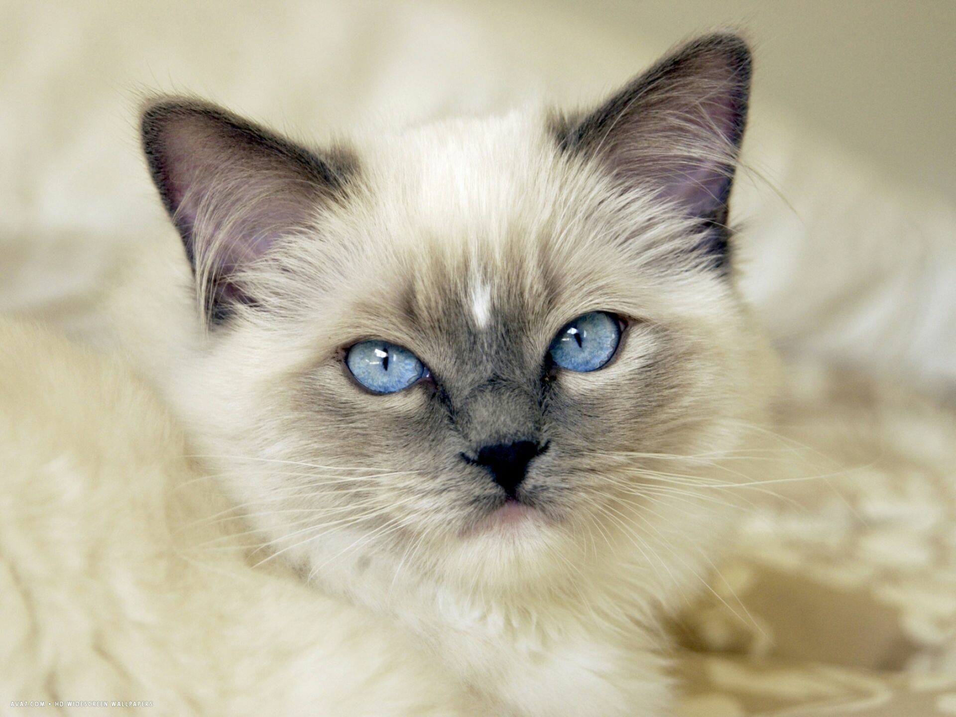 Blue eyes, Ragdoll Wallpaper, 1920x1440 HD Desktop