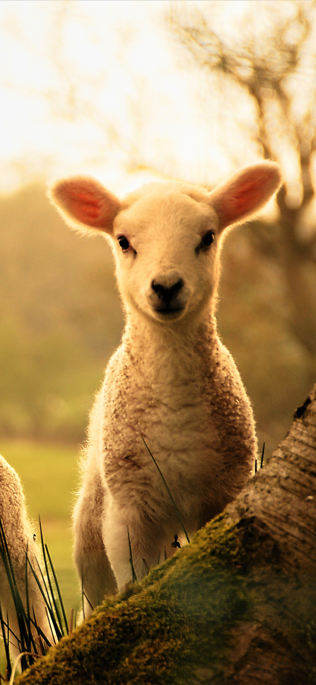 Graceful animal sheep, Majestic creatures, Natural elegance, Animal kingdom beauty, 1080x2340 HD Phone