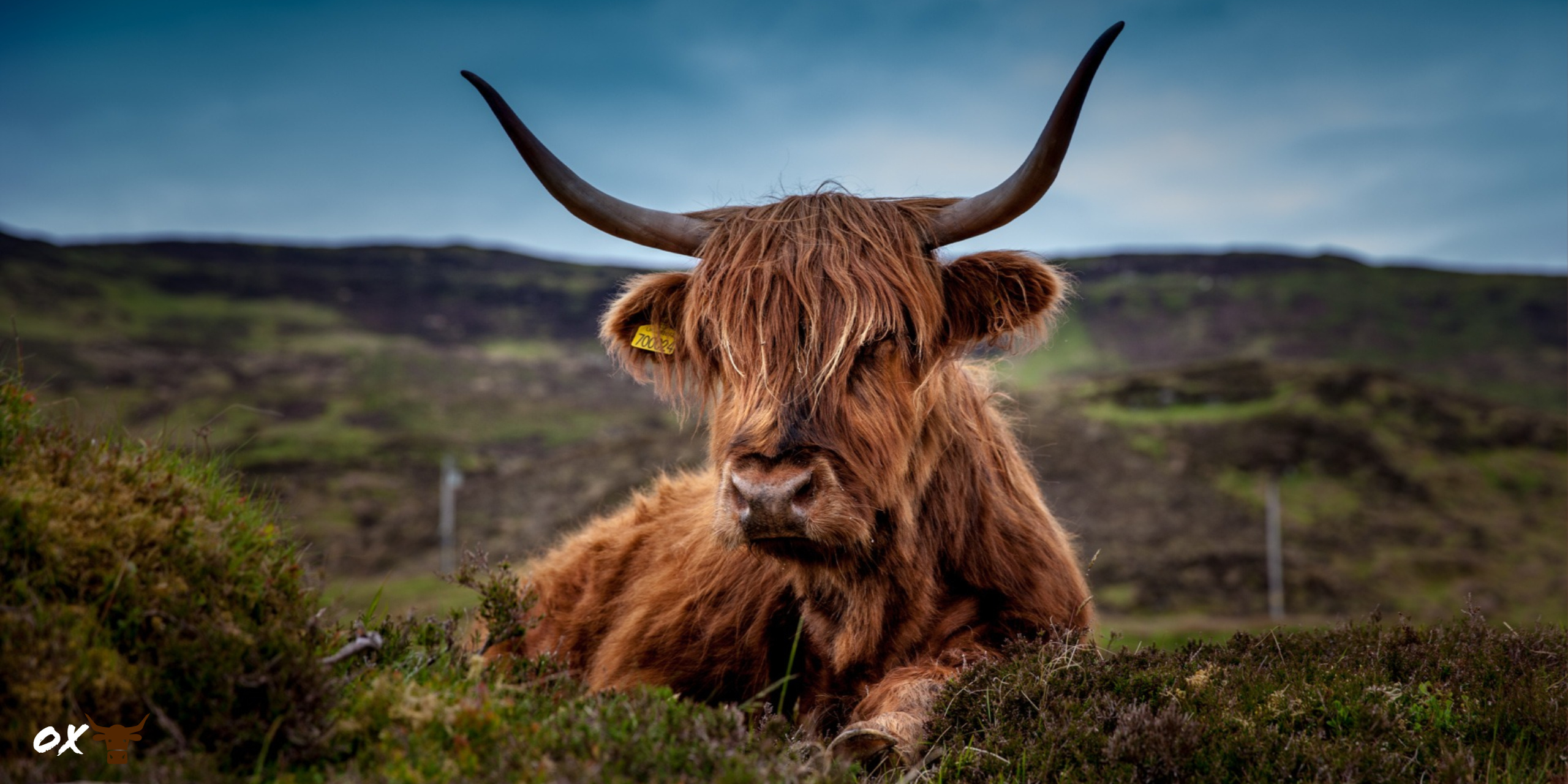 Highland ox, HD wallpaper, KDE store, Wallpaper, 2560x1280 Dual Screen Desktop