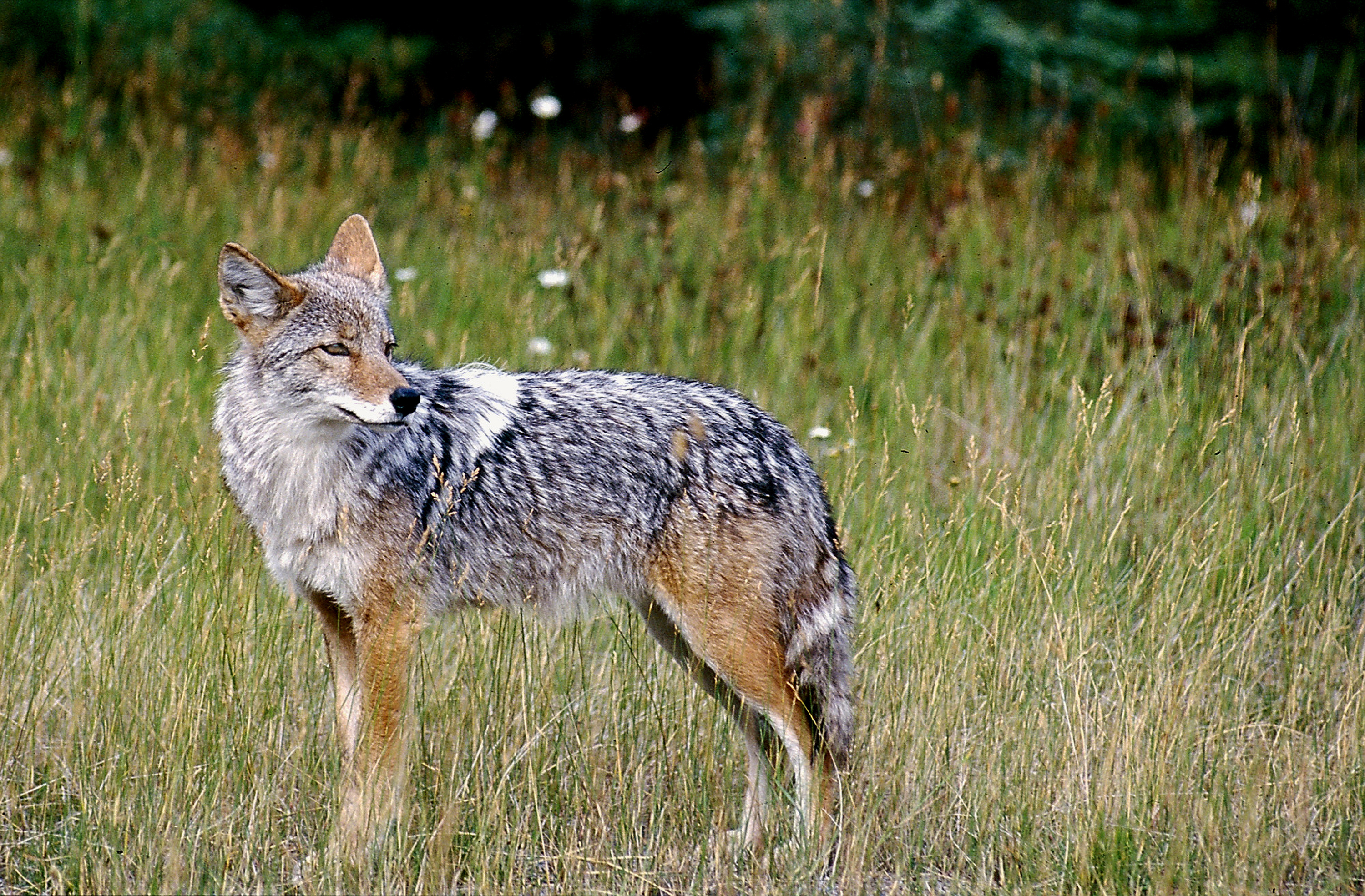 Coywolf, Coyote Wallpaper, 3000x1970 HD Desktop